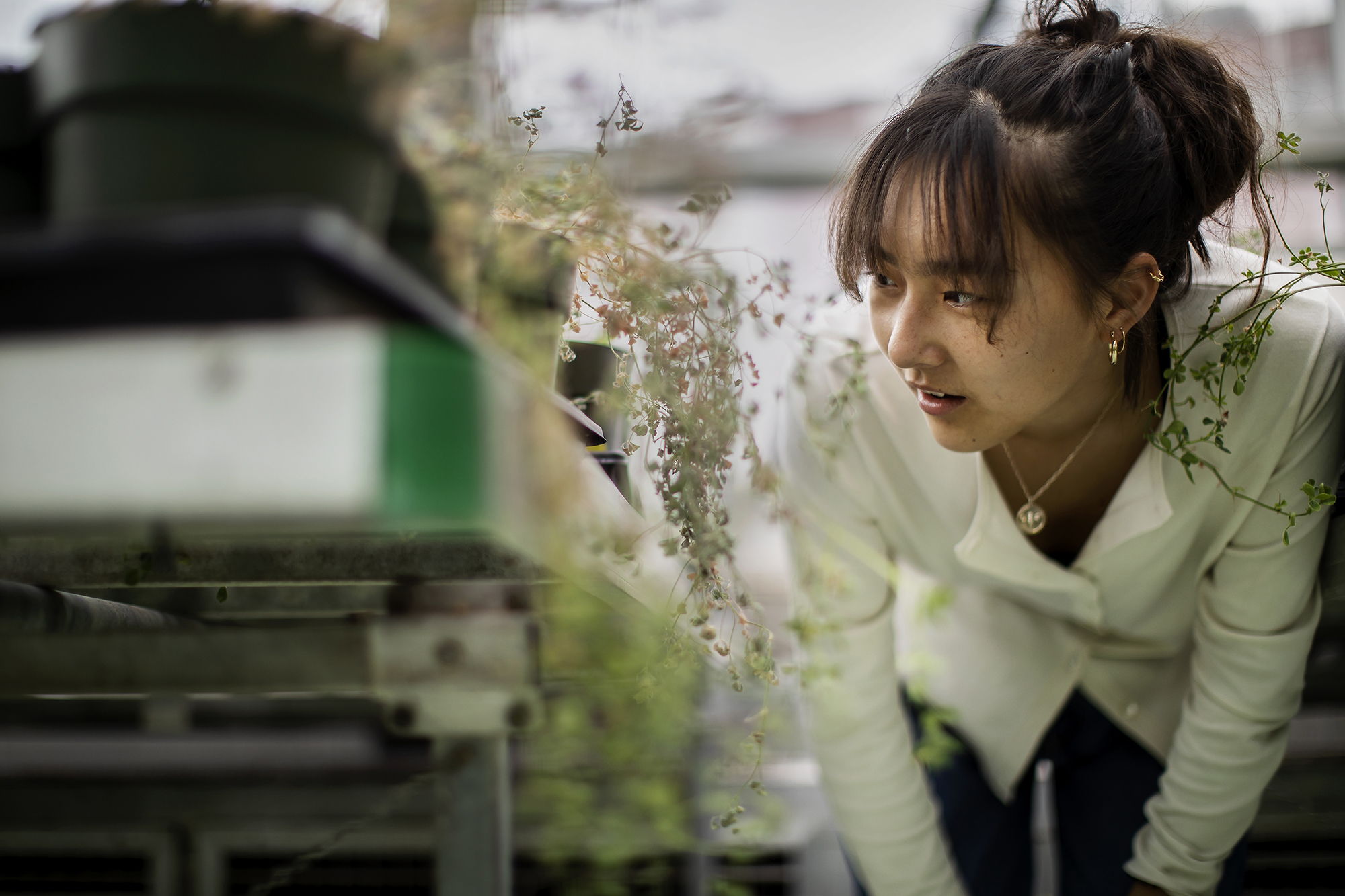 Linda Wu closely examines a trailing plant in a greenhouse
