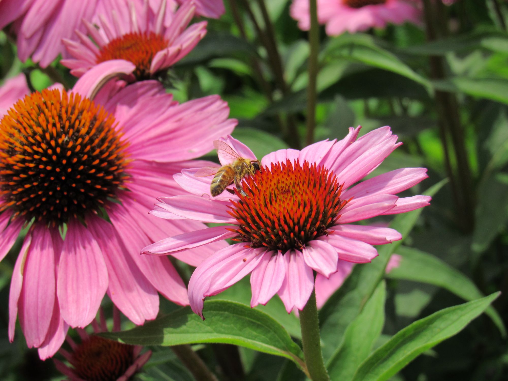 Coneflower with bee perched