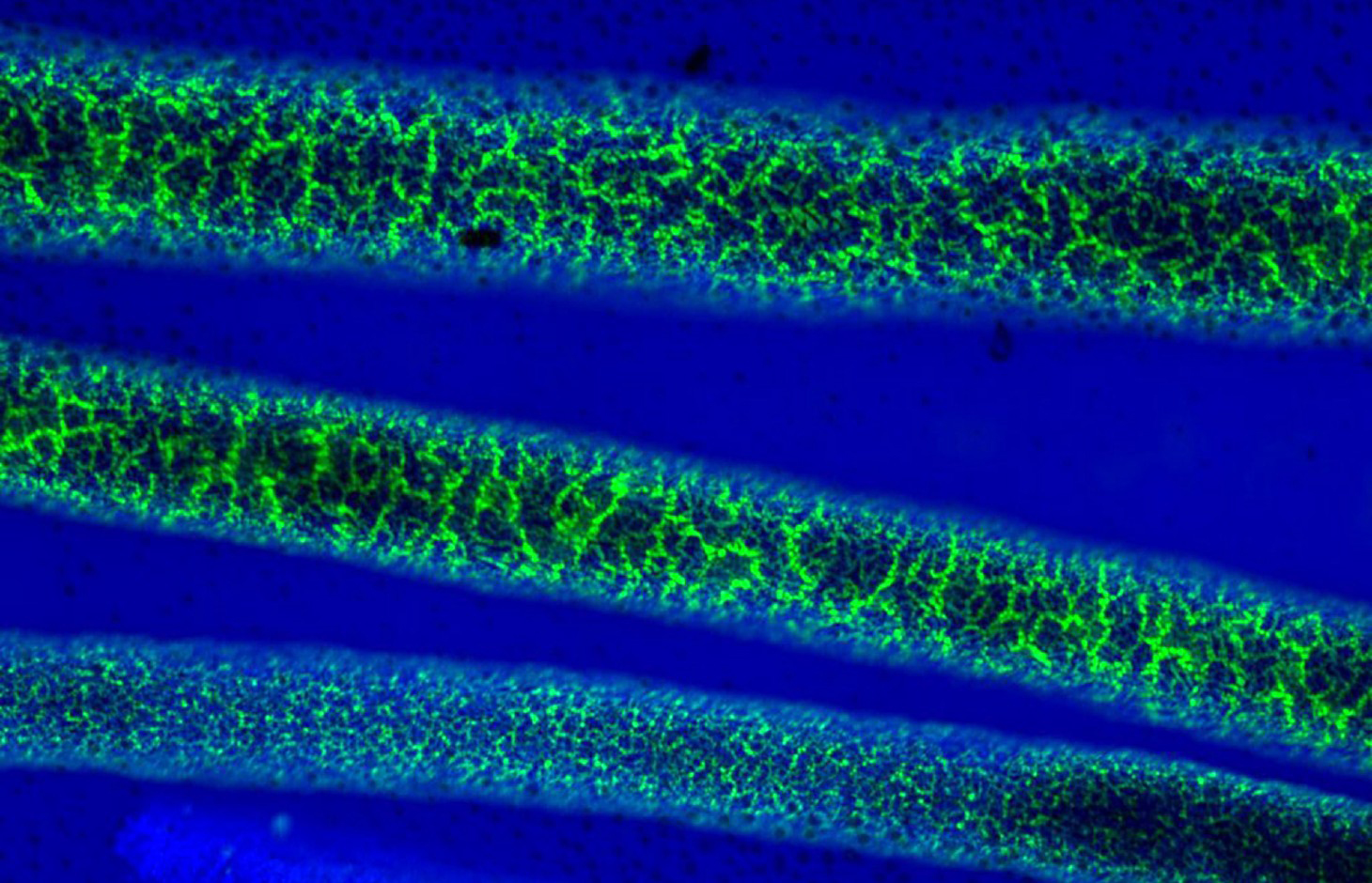 emulsions of oil and water separated by a layer of nanoparticles.