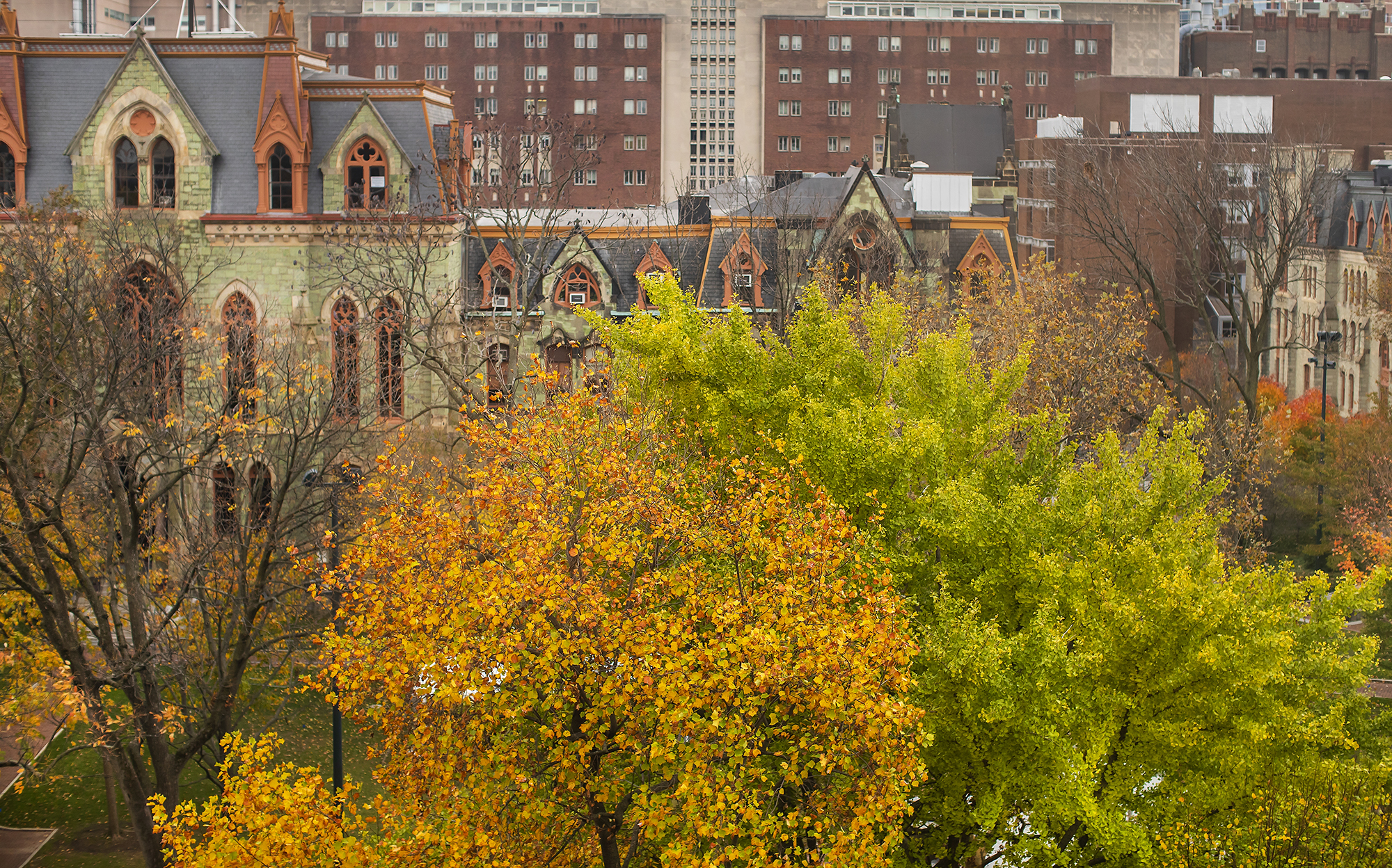 Fall trees on campus