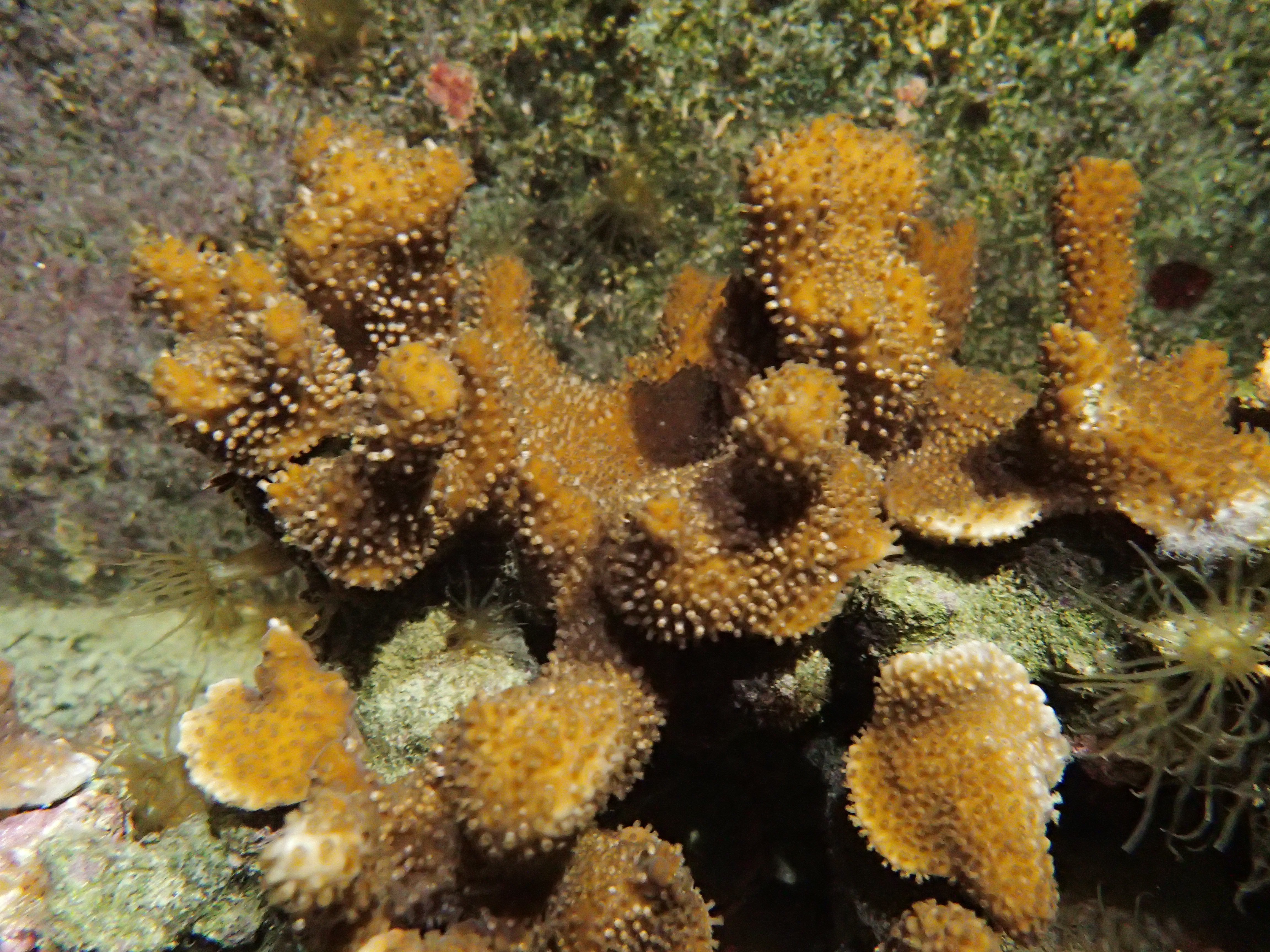 Coral releasing eggs and sperm during spawning