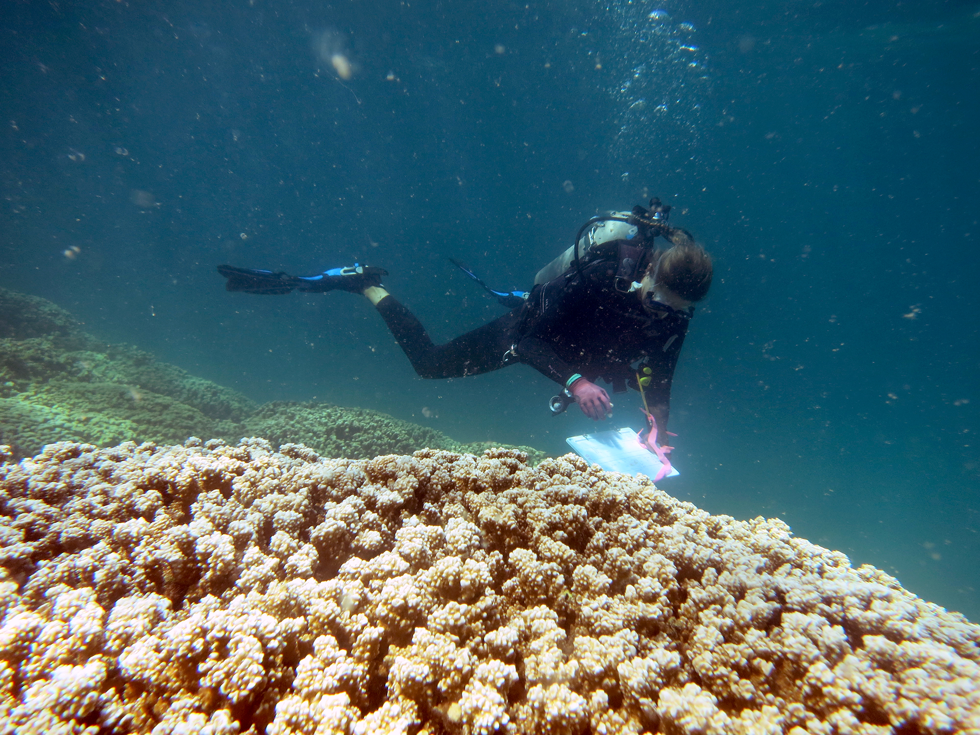 coral diving