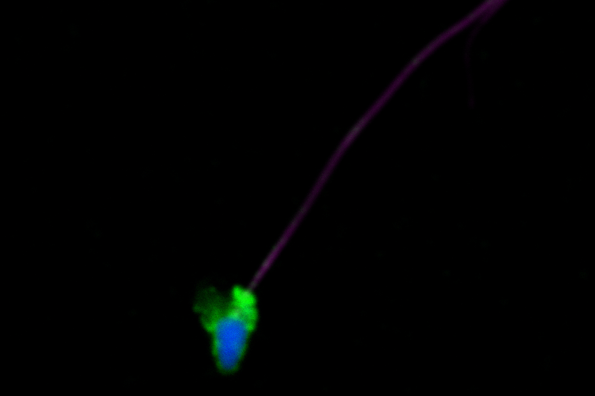 Mcap Sperm fluorescence 