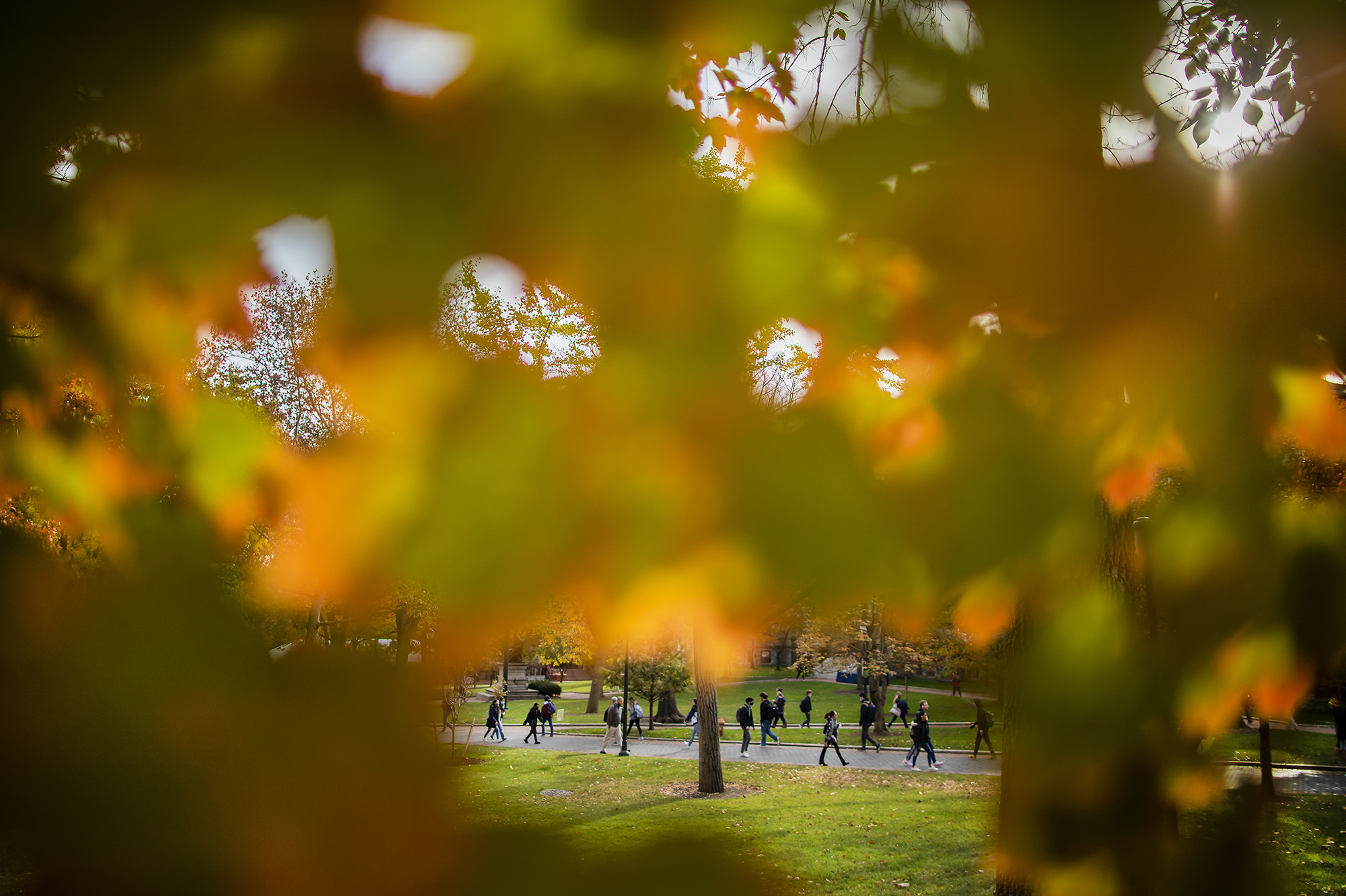 peering through fall foliage at locust walk