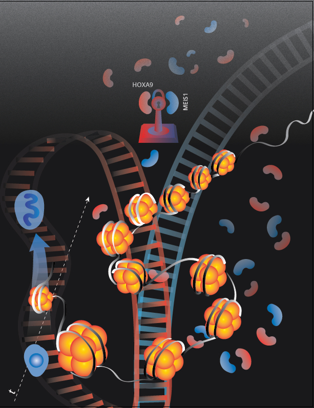 Graphic showing stem cells traveling on a railroad track to a point of no return, after which they cannot go back to a more immature state. The process is governed by proteins labeled HOXA9 and MEIS1.