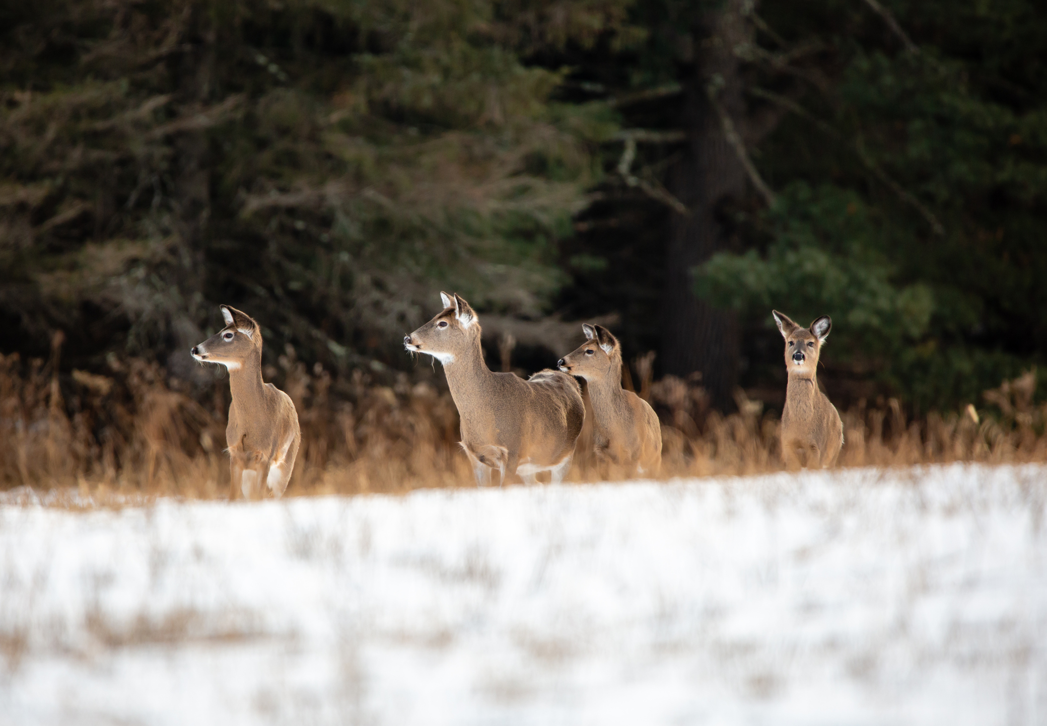 Four white-tailed deer in a snow-covered meadow