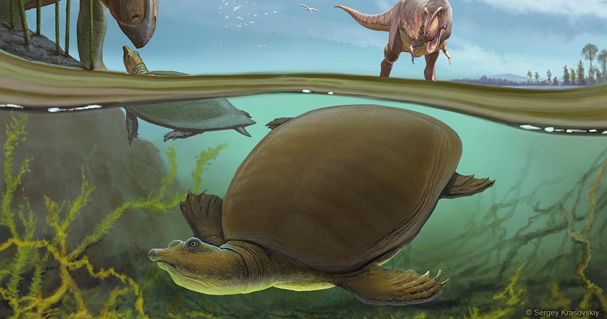 Newly identified softshell turtle lived alongside T. rex and Triceratops |  Penn Today