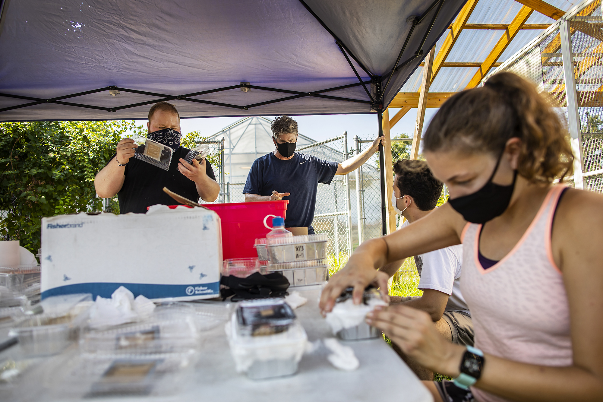 Scientists process boxes containing fruit flies under a tent at a field site
