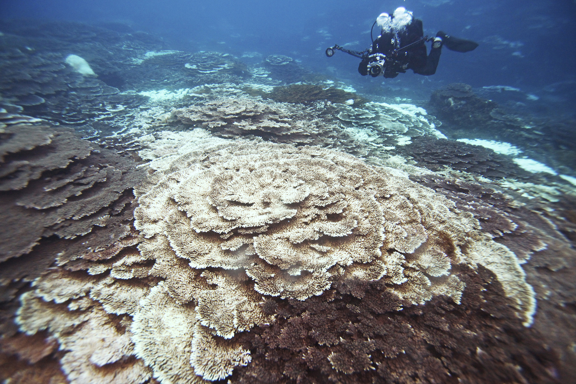 Person in SCUBA fear floating over bleached coral reefs. 