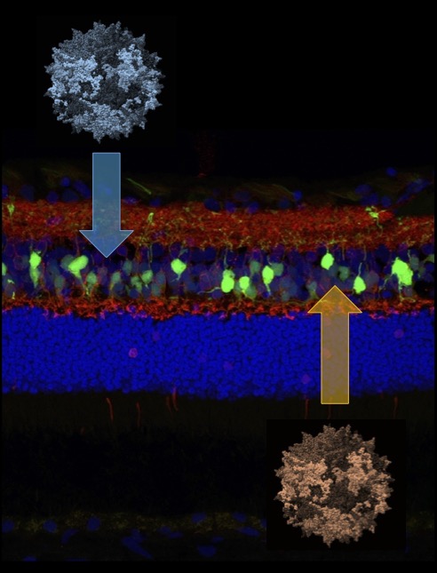Vectors used in gene therapy shown with fluorescent microscopic images of the retina with arrows pointing into 