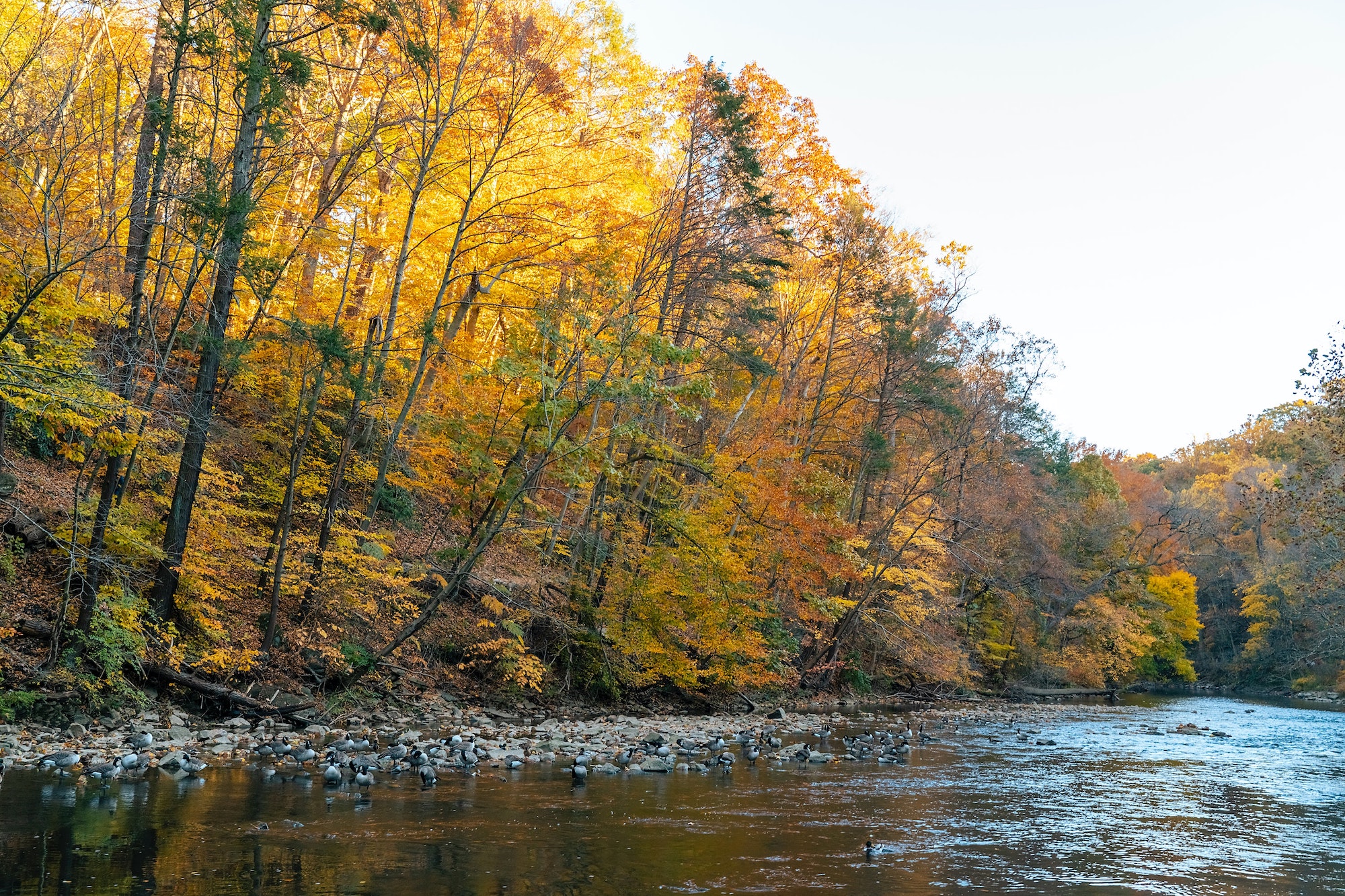 Image of a river with thickly forested banks. Ducks are on the rocky shoreline.