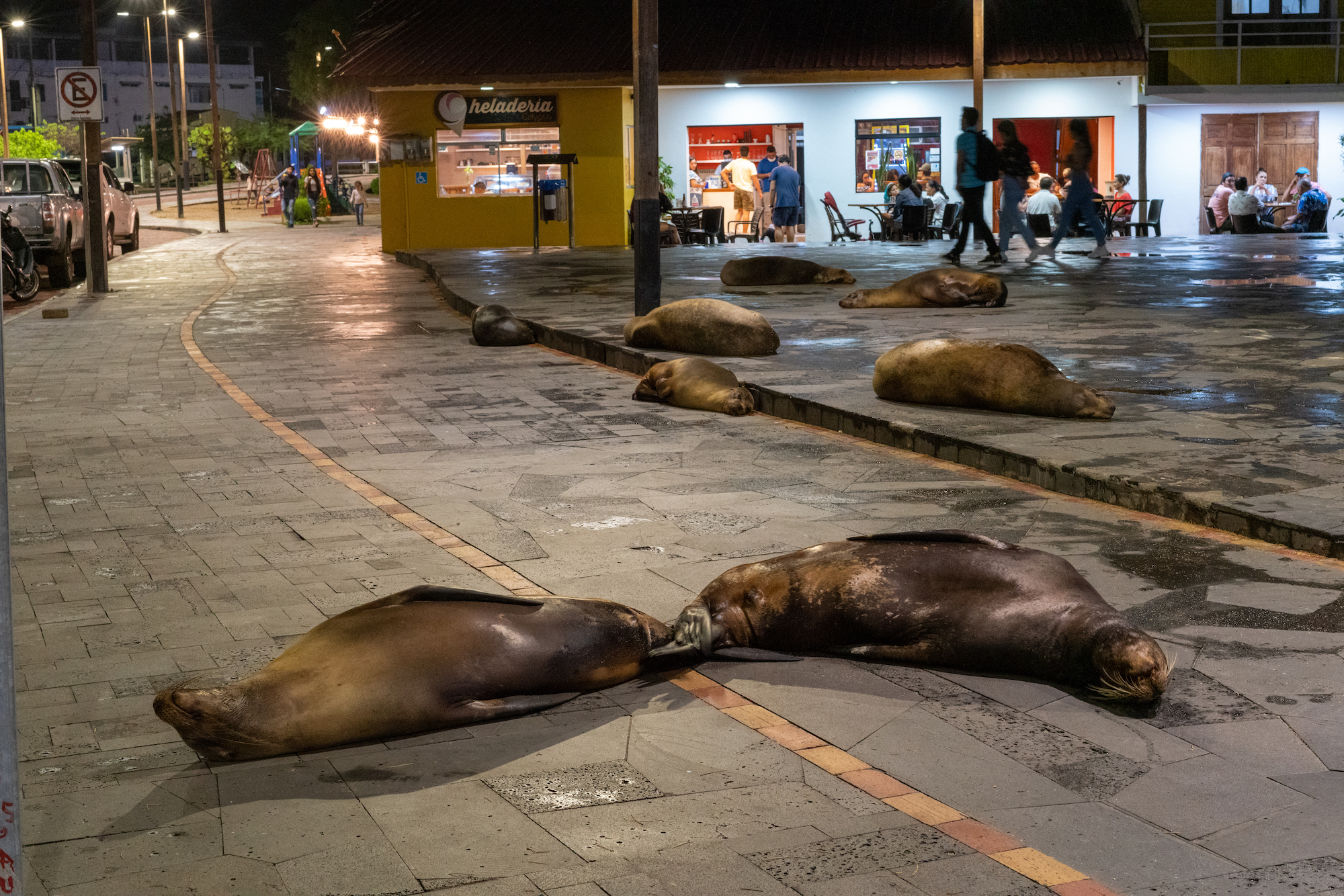 Sea lions rest on pavement in an urban area with people sitting at tables nearby