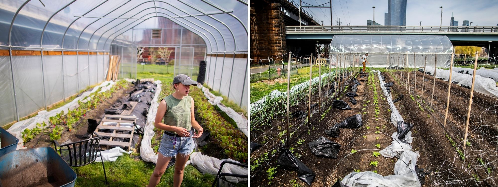 Left, a person standing in a greenhouse on Penn’s campus. Right: Vegetables growing in a greenhouse.