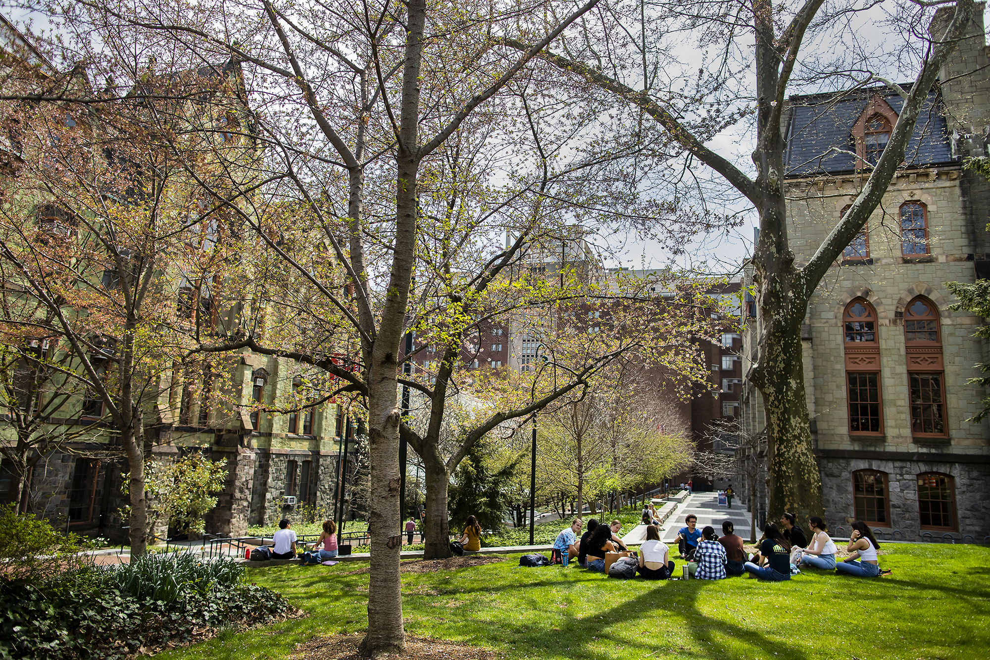 People sitting under trees in the middle of Penn campus.