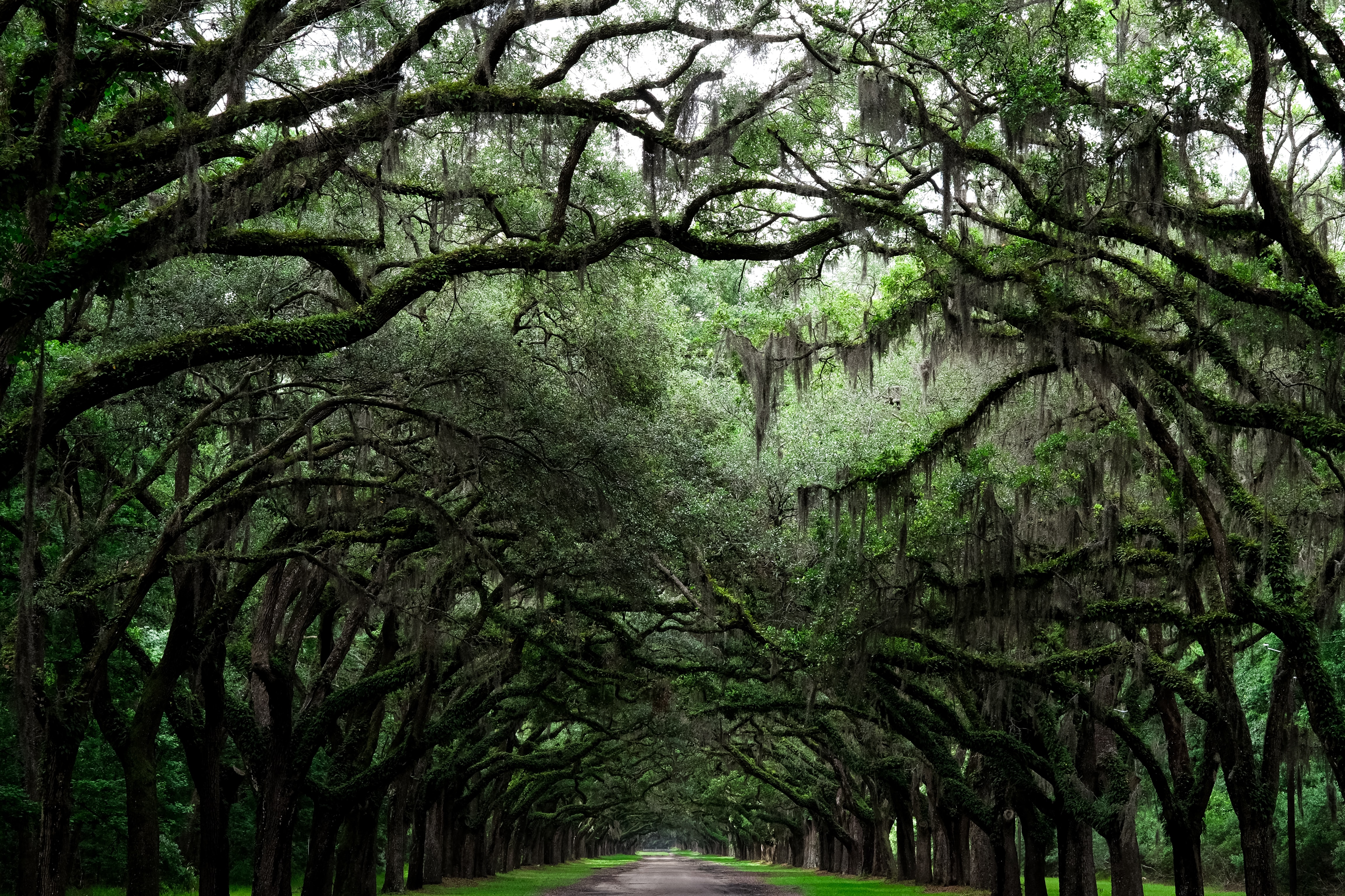 A dirt road shaded by oak trees growing Spanish moss