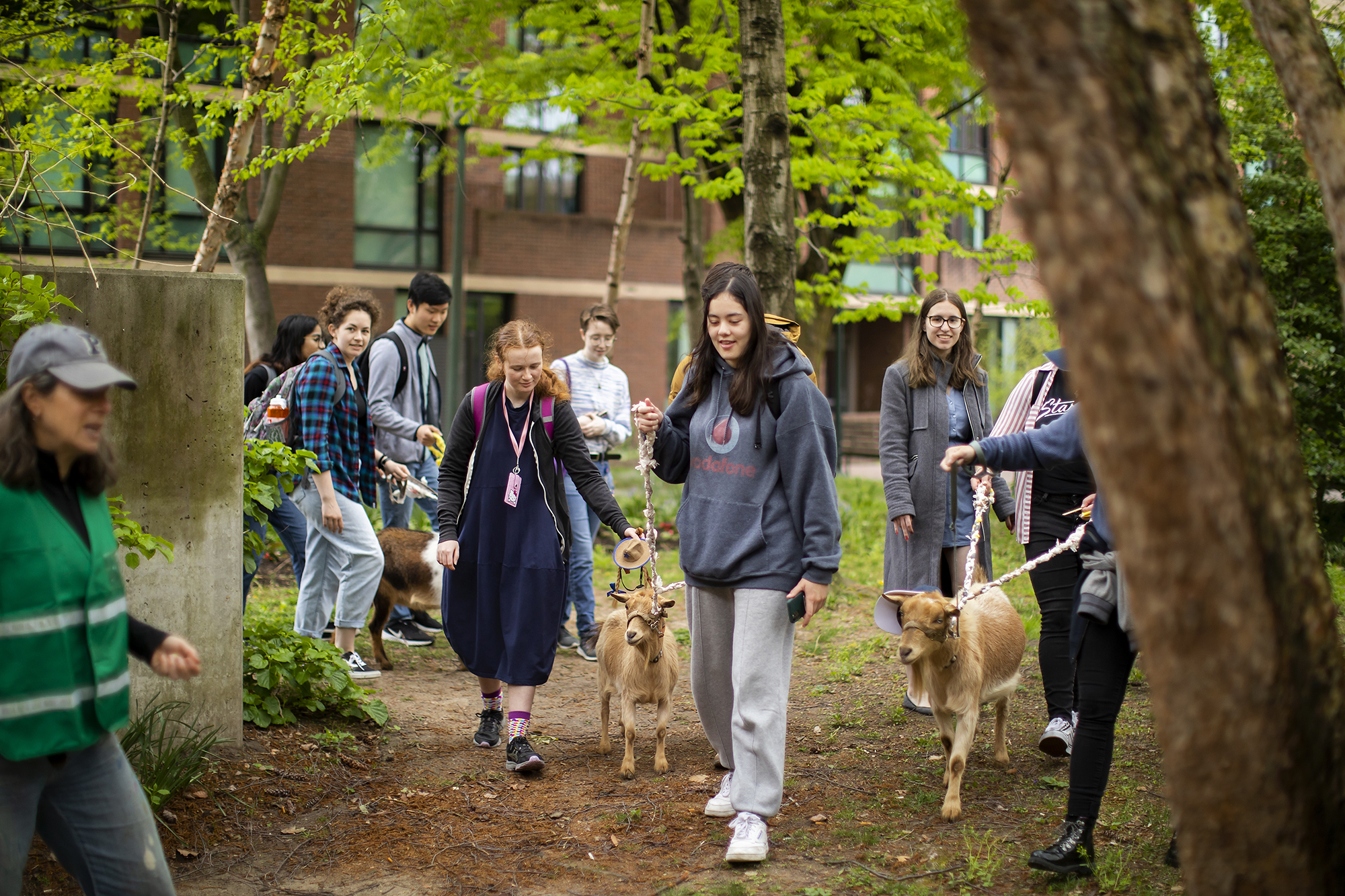 students visit with goats during a study break