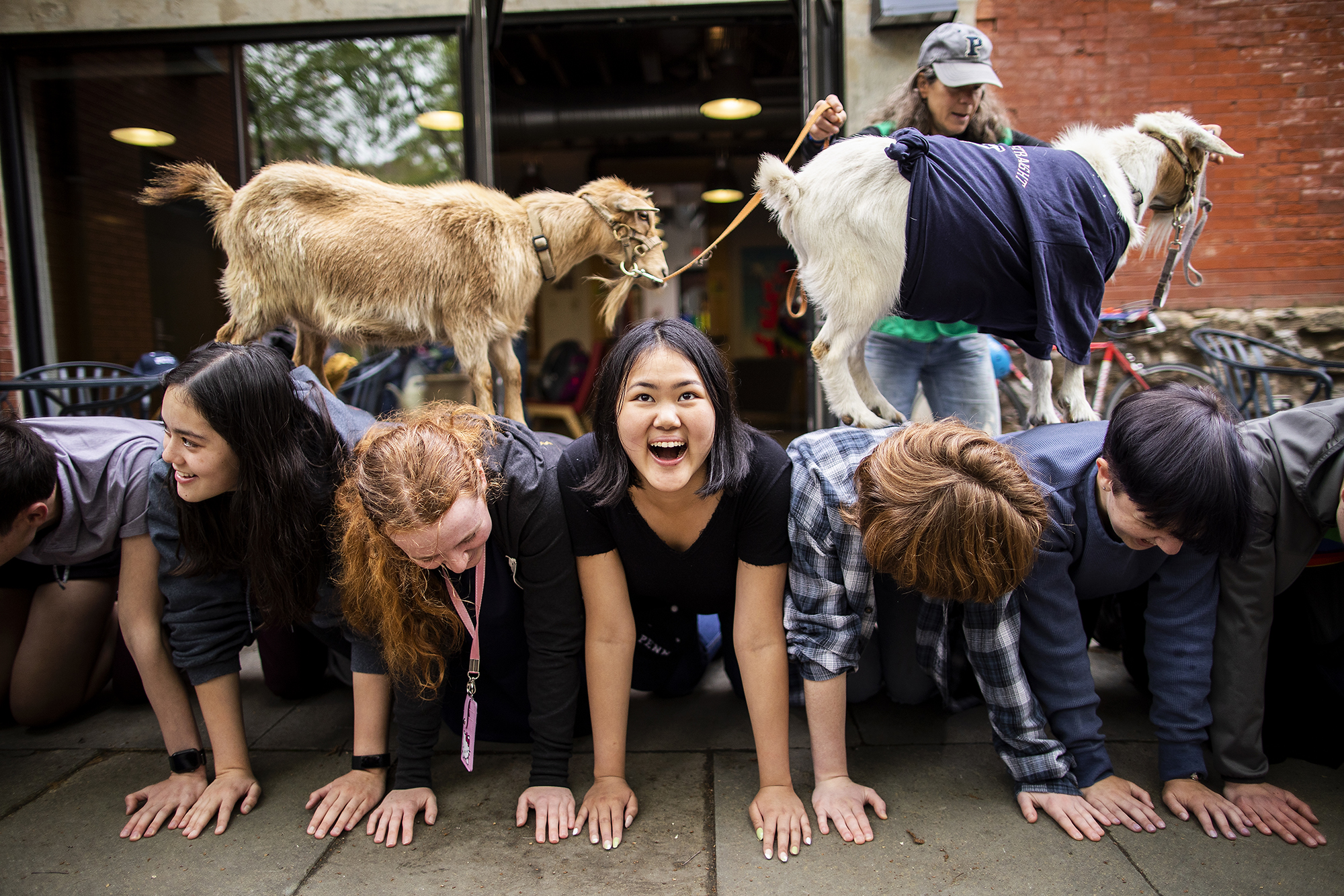 goats climb over students during a study break