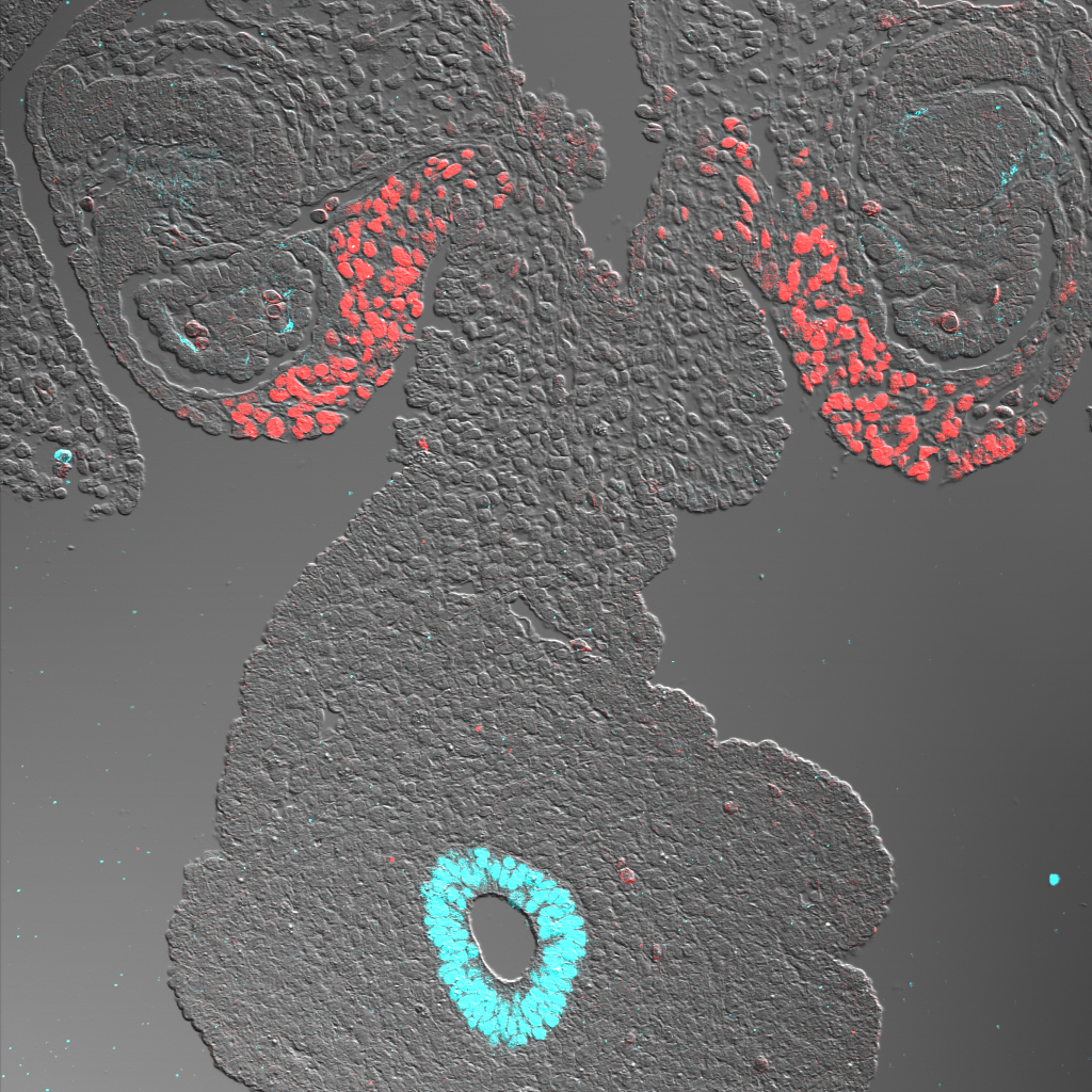 microscopic image with proteins labeled in red and blue shows tissue that develops into the adrenal glands