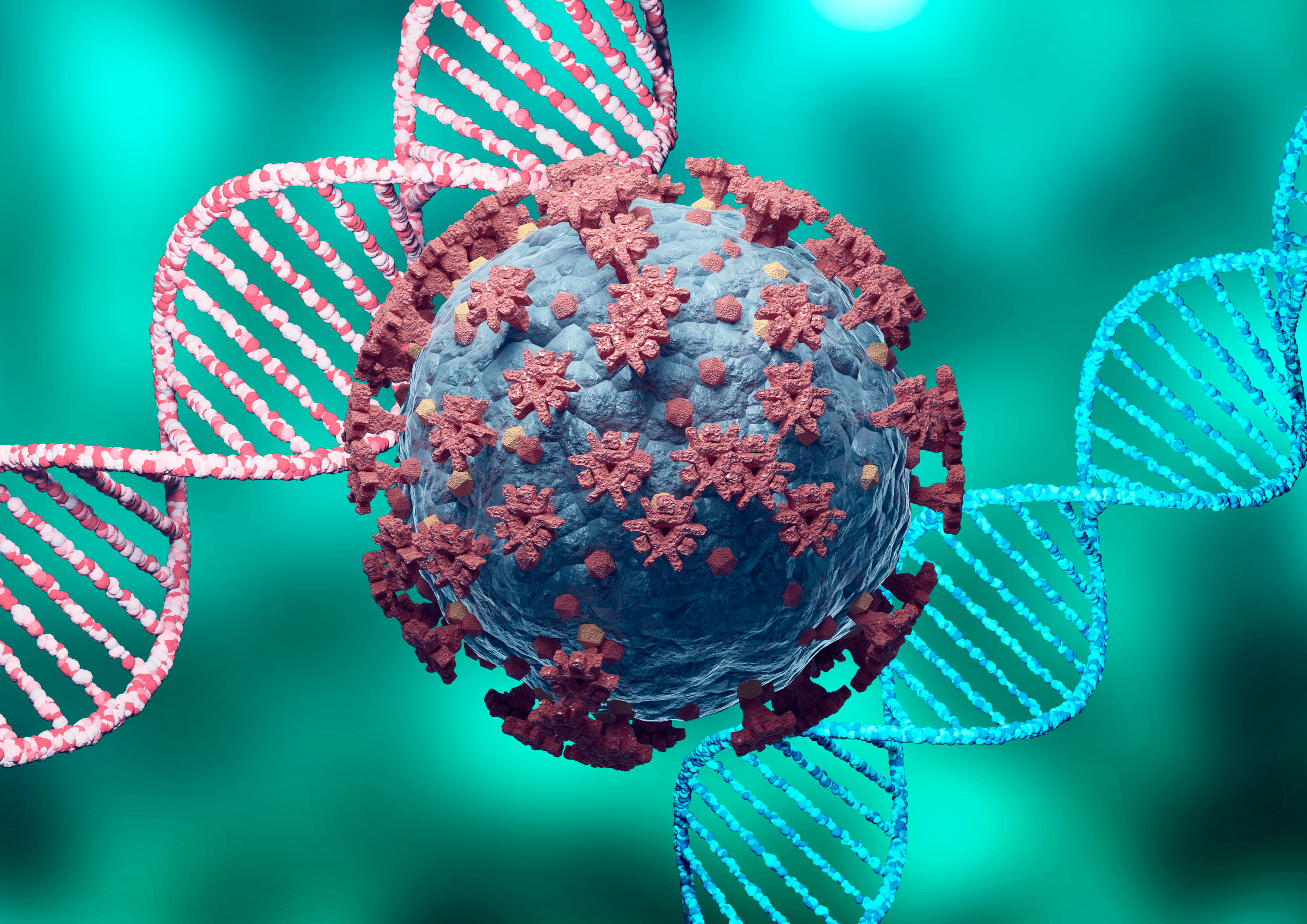 two DNA double helixes next to an illustration of the SARS-CoV-2 virus