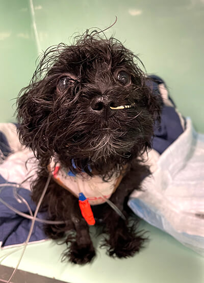 A small Shi Tzu at Penn Vet’s Ryan Hosptial with tubes up her nose. 