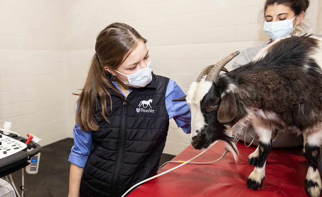 A veterinarian checks a fainting goats heart rate in a vet office.