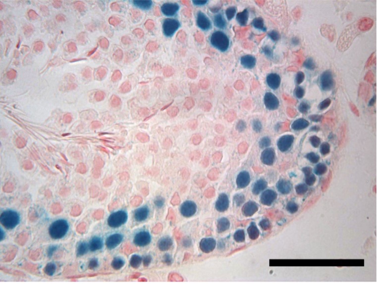 cross-section of testes tissue showing a variety of cells