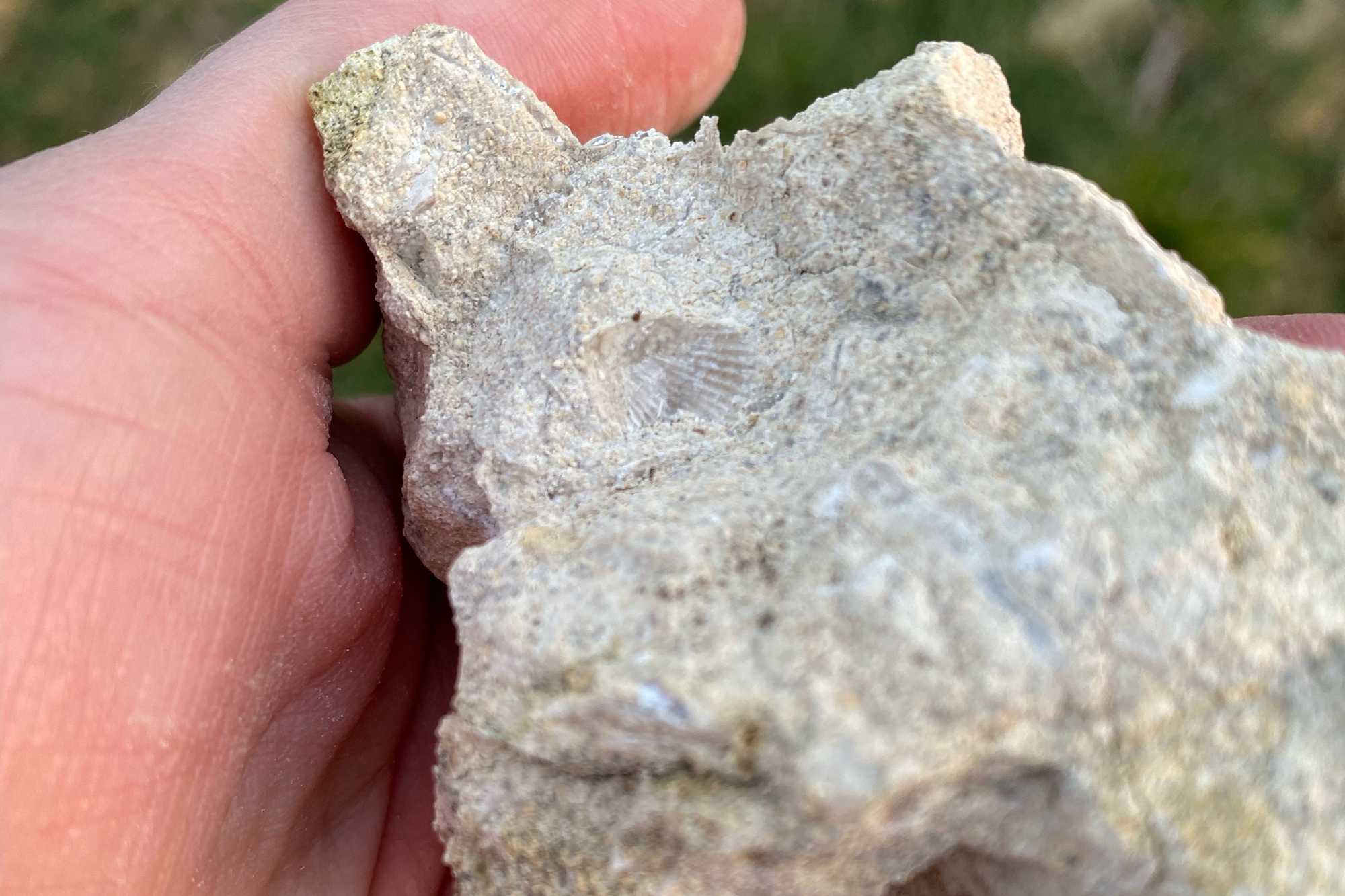 shell fossil in hand