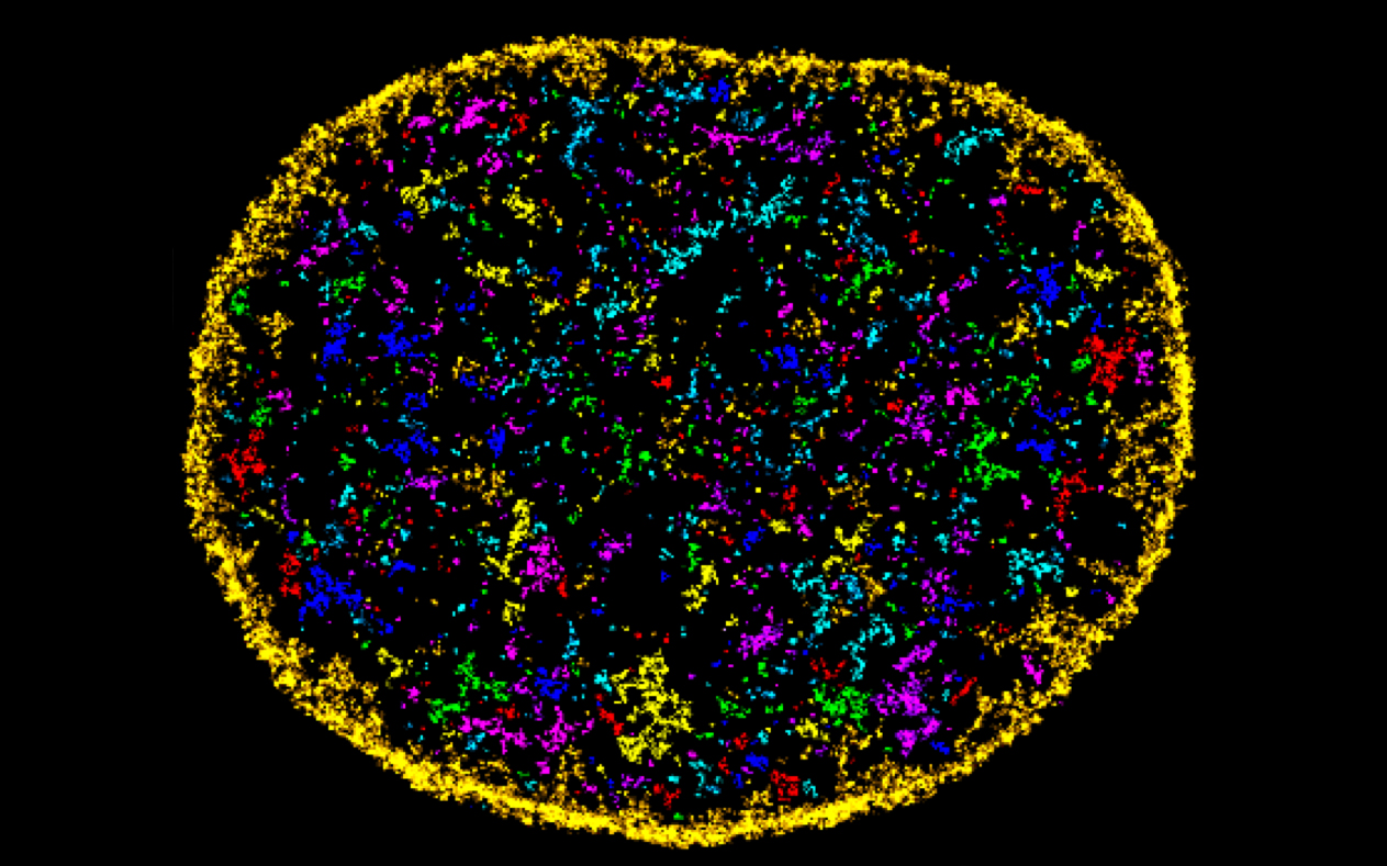 Microscopic view of an individual cell illuminated in bright colors.