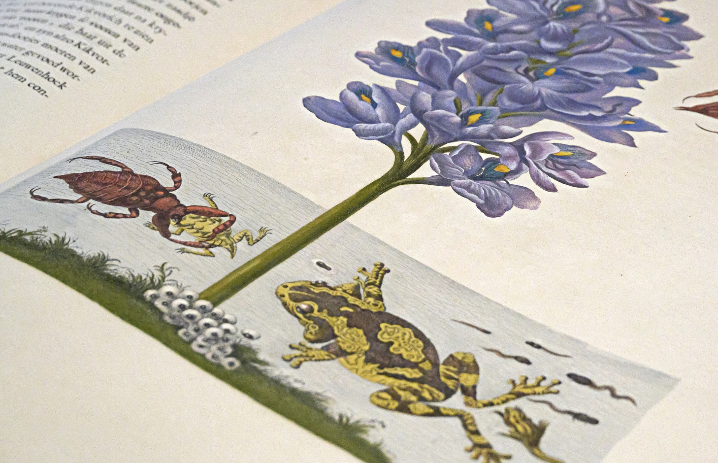 Illustration in a book of a frog.