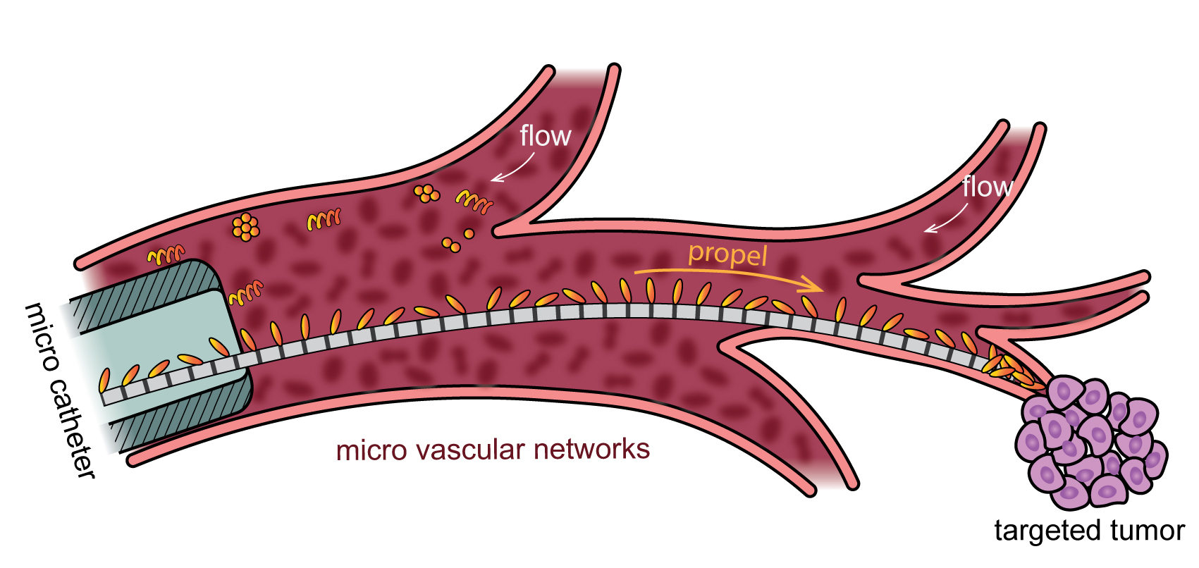 graphic of microvascular networks showing how free-swimming microrobots disperse but a microcatheter propels robots against a flow to a target