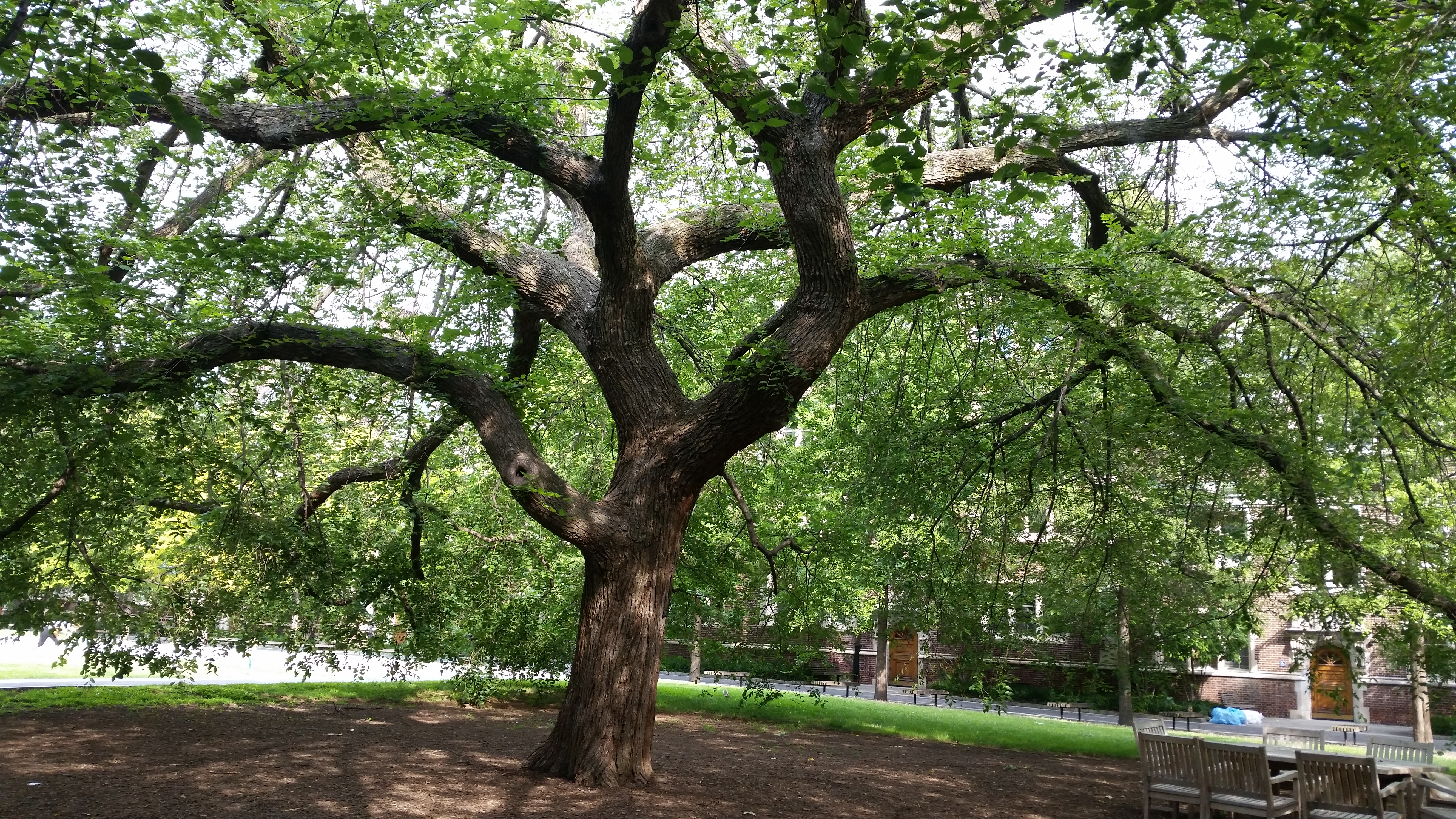 A large tree with stately branches