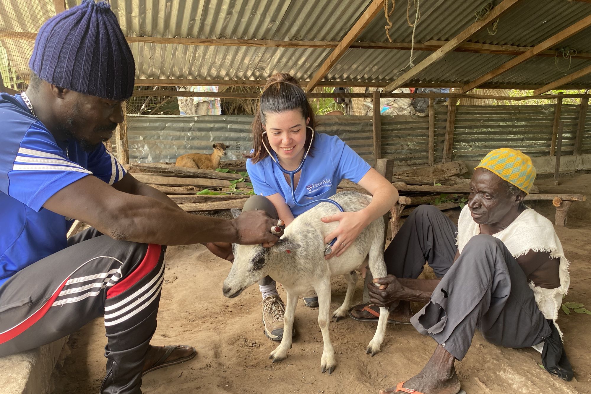 A woman takes the heartbeat of a goat while two men secure the goat.