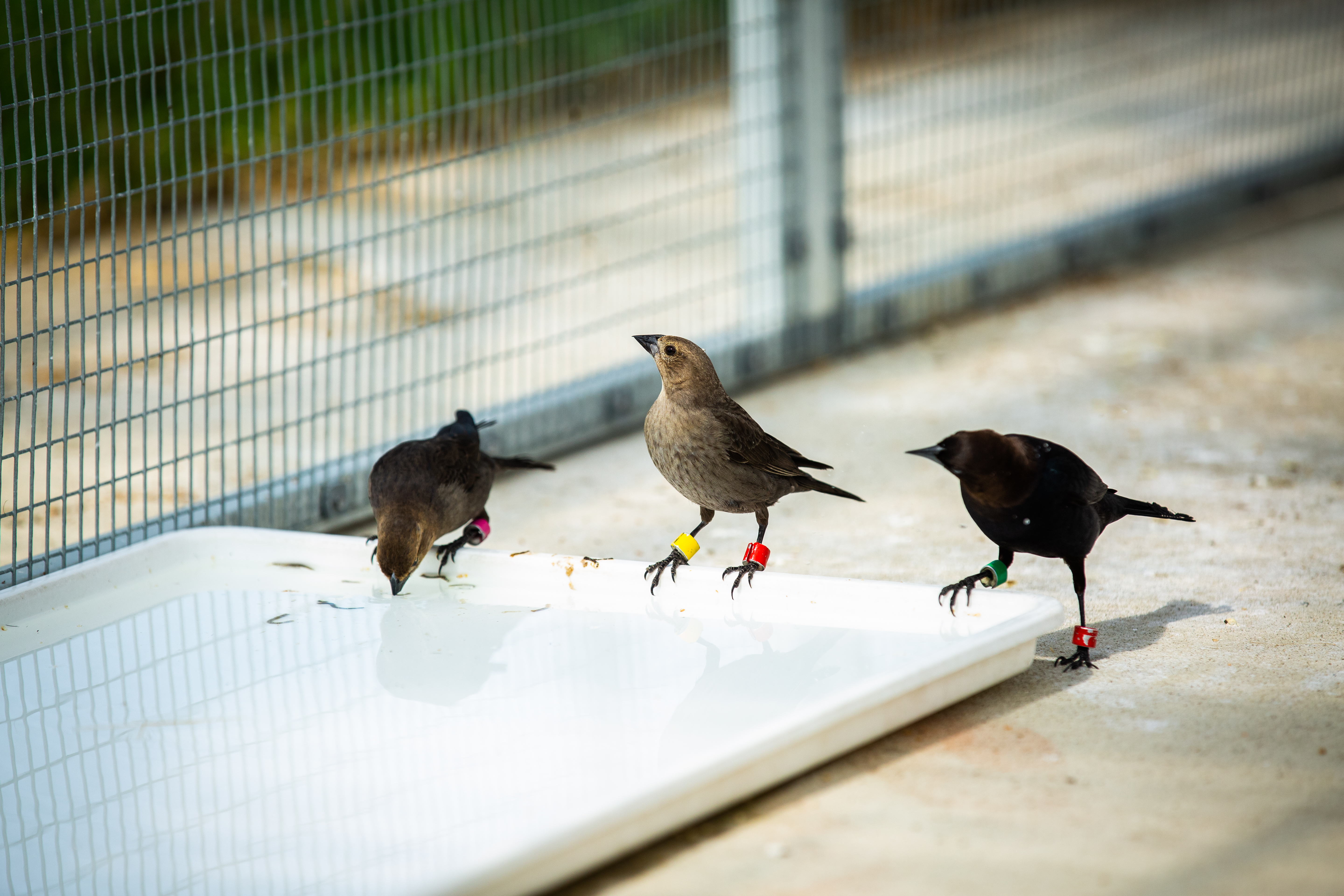 Three brown-headed cowbirds sit together in Penn's Smart Aviary