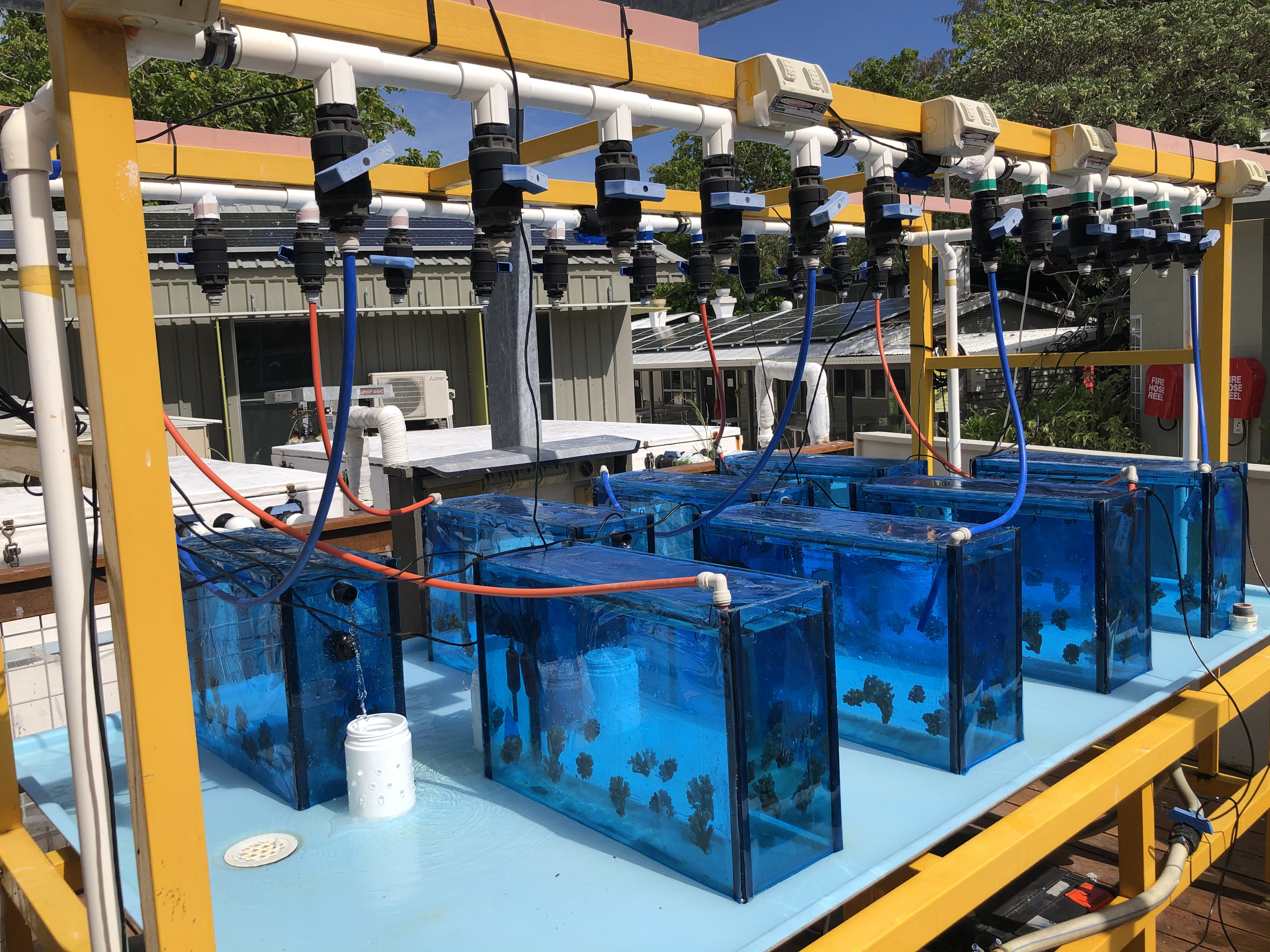 Coral samples float in a row of experimental tanks that simulate the acidity of the reef environment. 