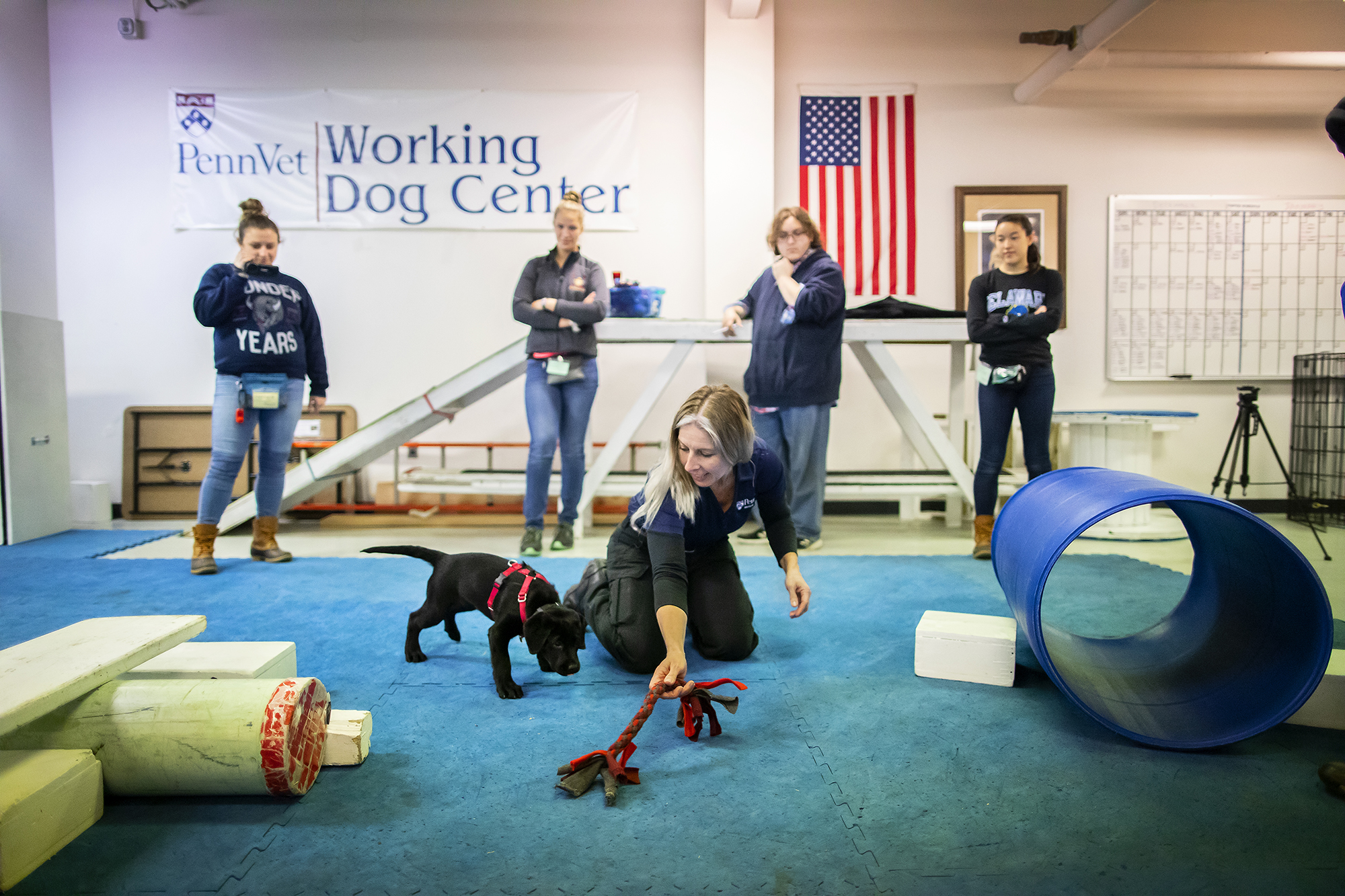 training dogs at the penn working dog center
