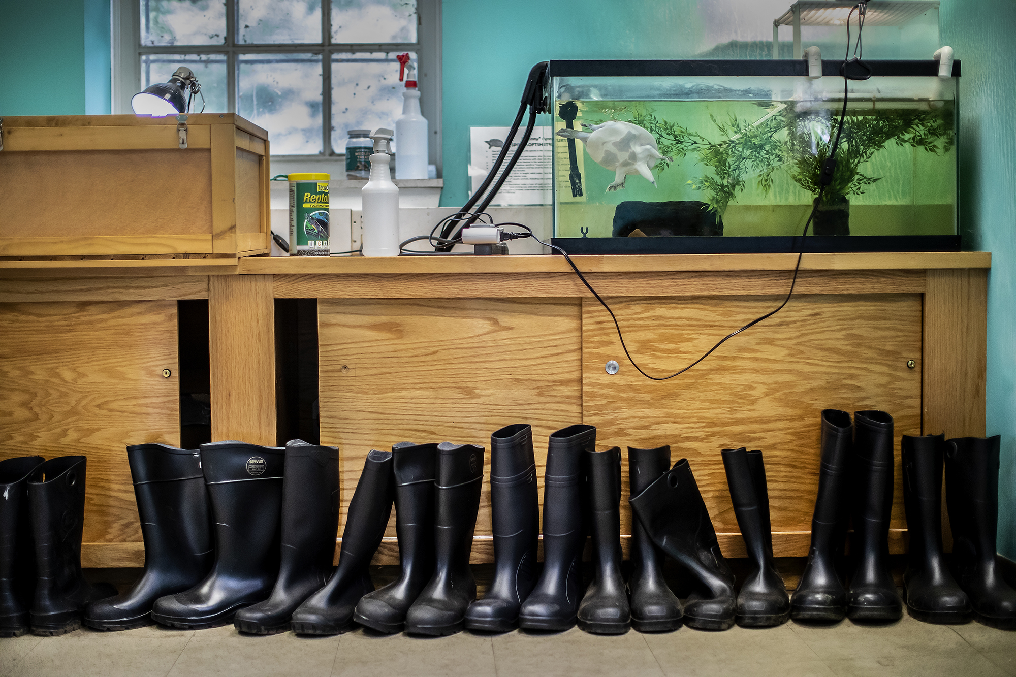 A row of black rain boots on the floor in front of a fish tank.