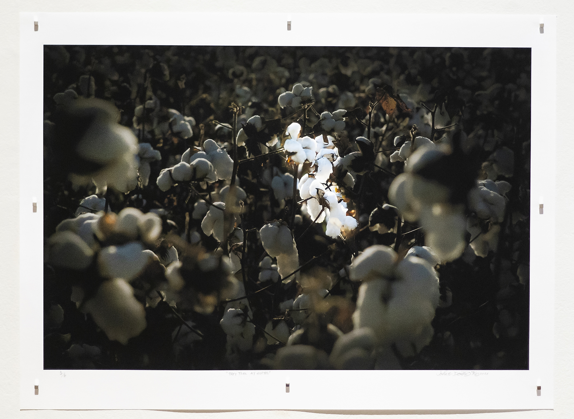 artwork showing cotton in the field at night with one blossom illuminated