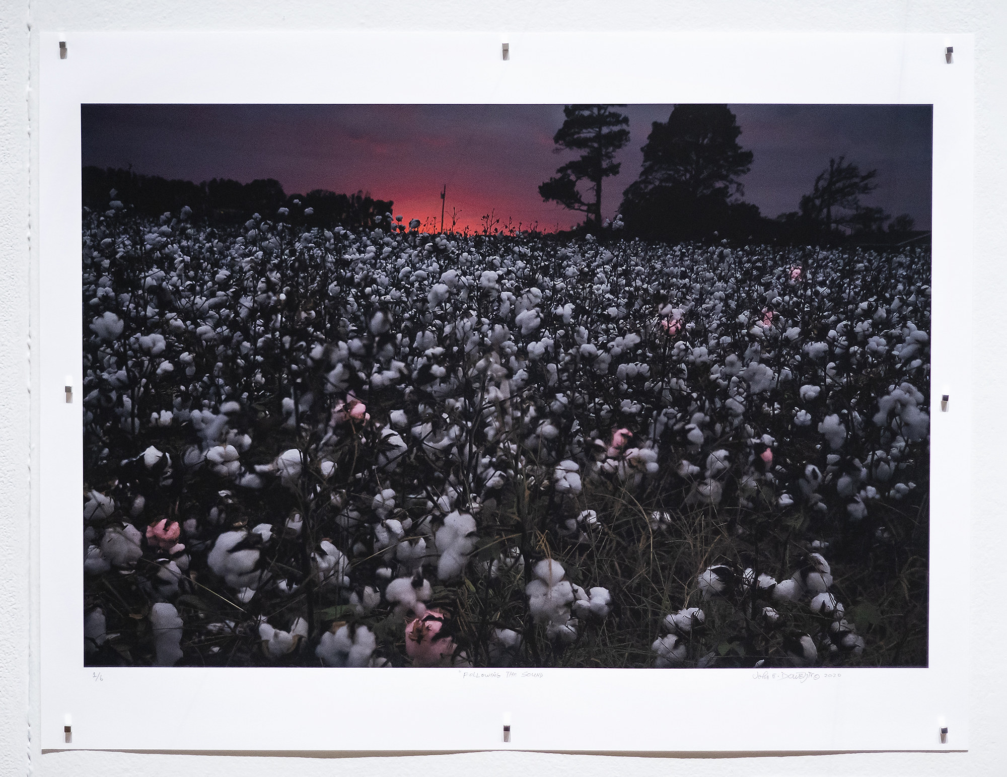 cotton field at night with red glowing in the sky