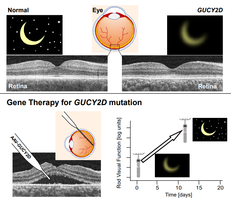 Microscopic retinal images illustrating results from gene therapy on vision.
