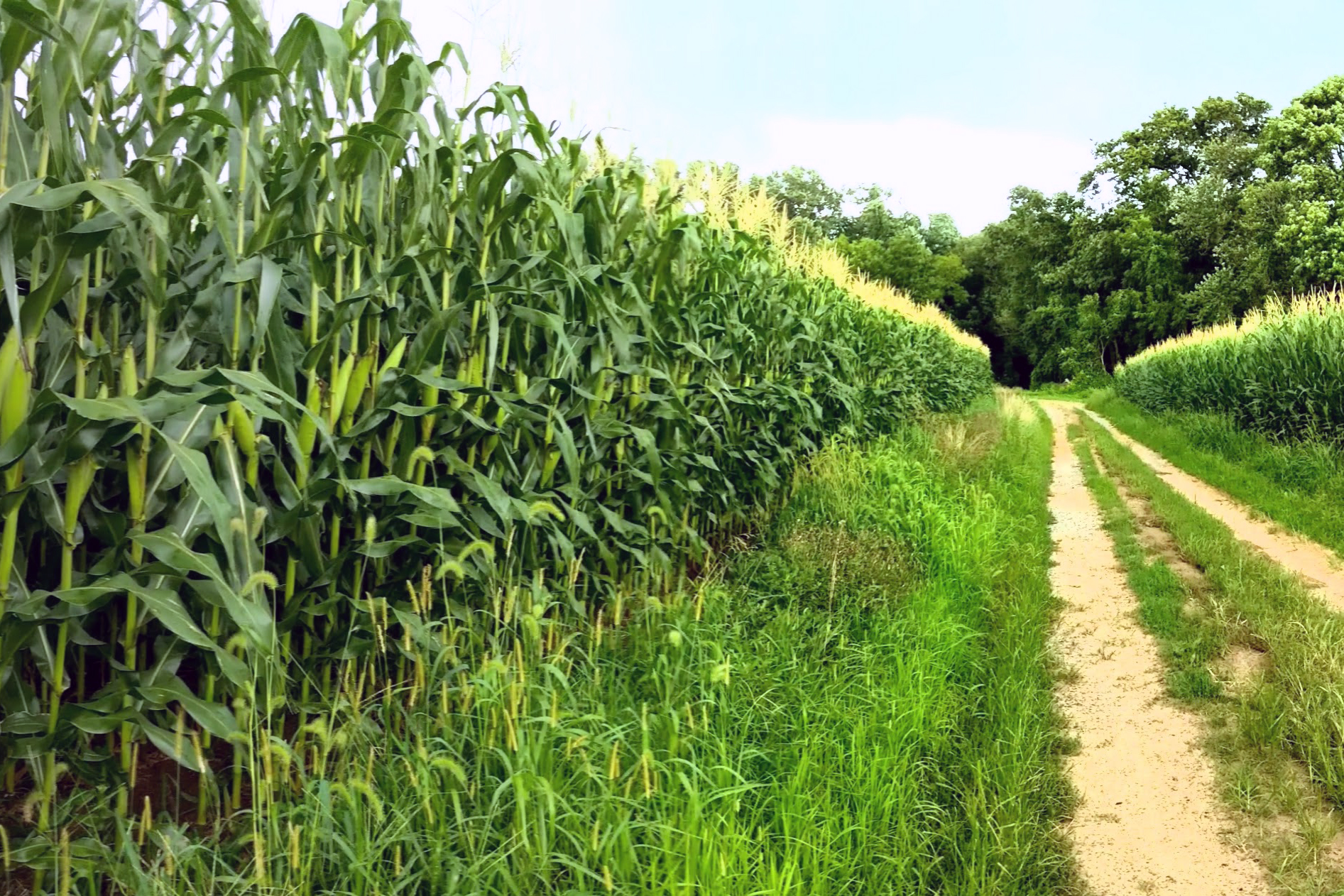 corn stalks on left, road on right
