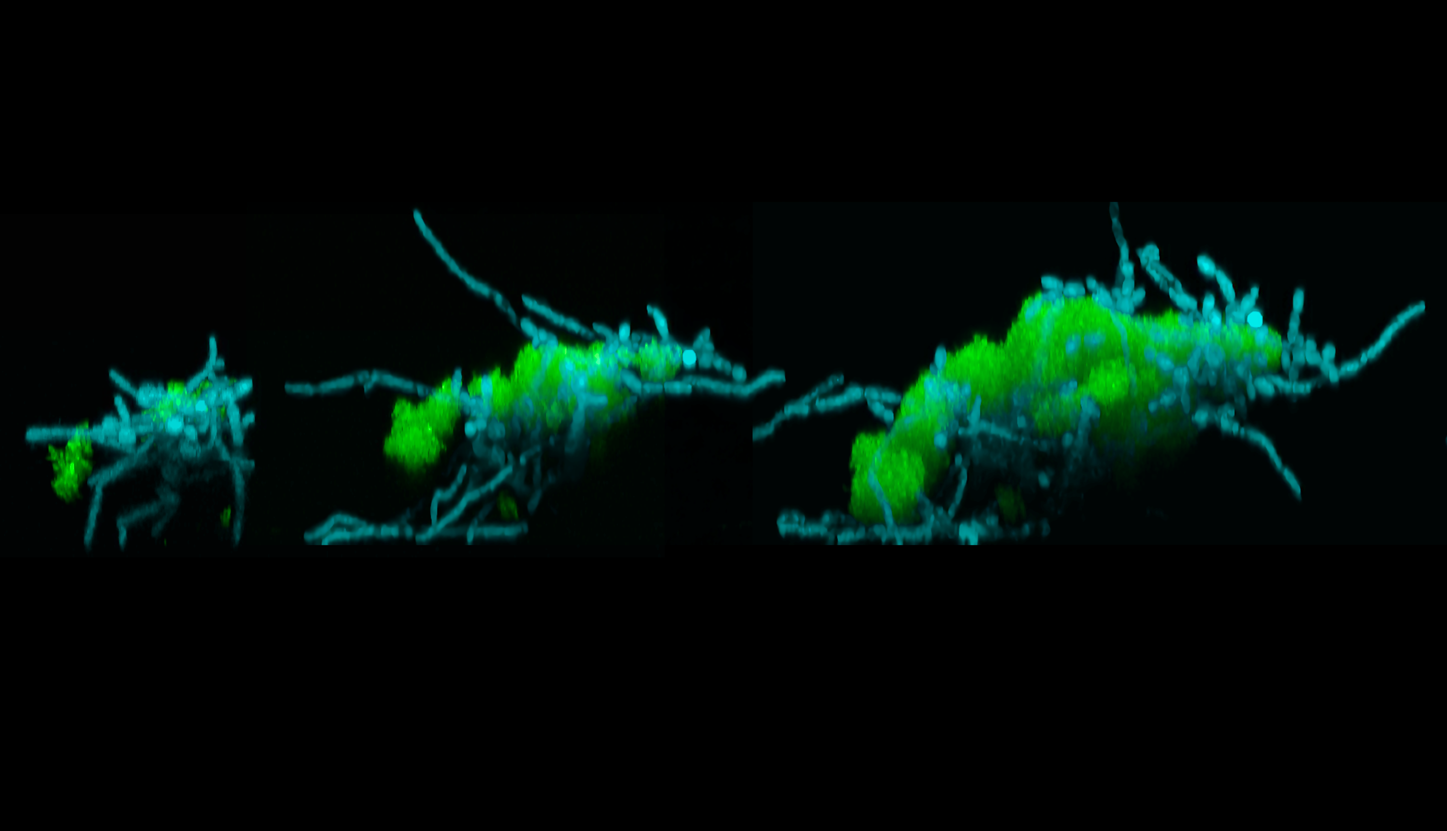 Three microscopic images labeled in green and blue show a group of microbes changing shape and moving