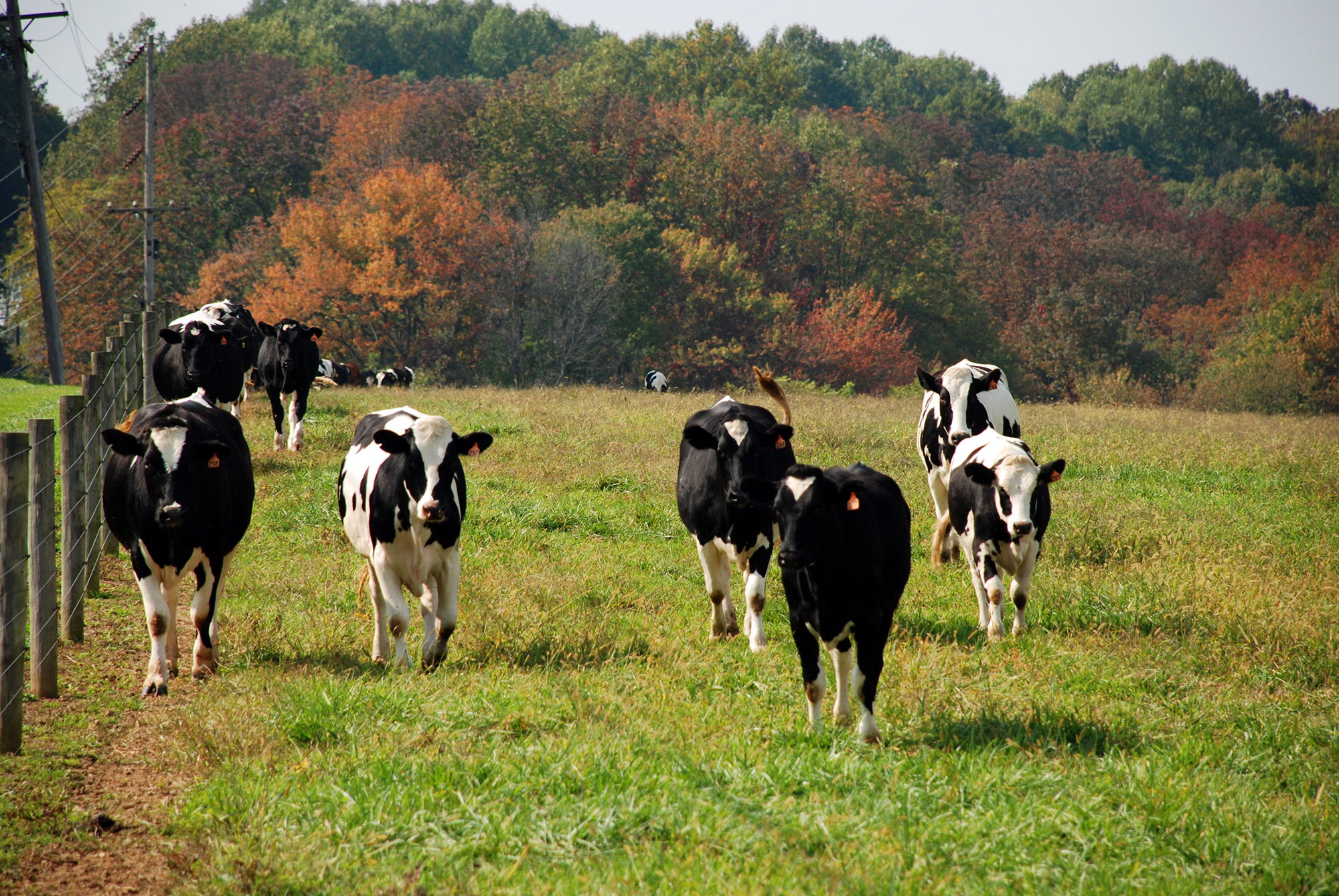 cows in new bolton center pasture