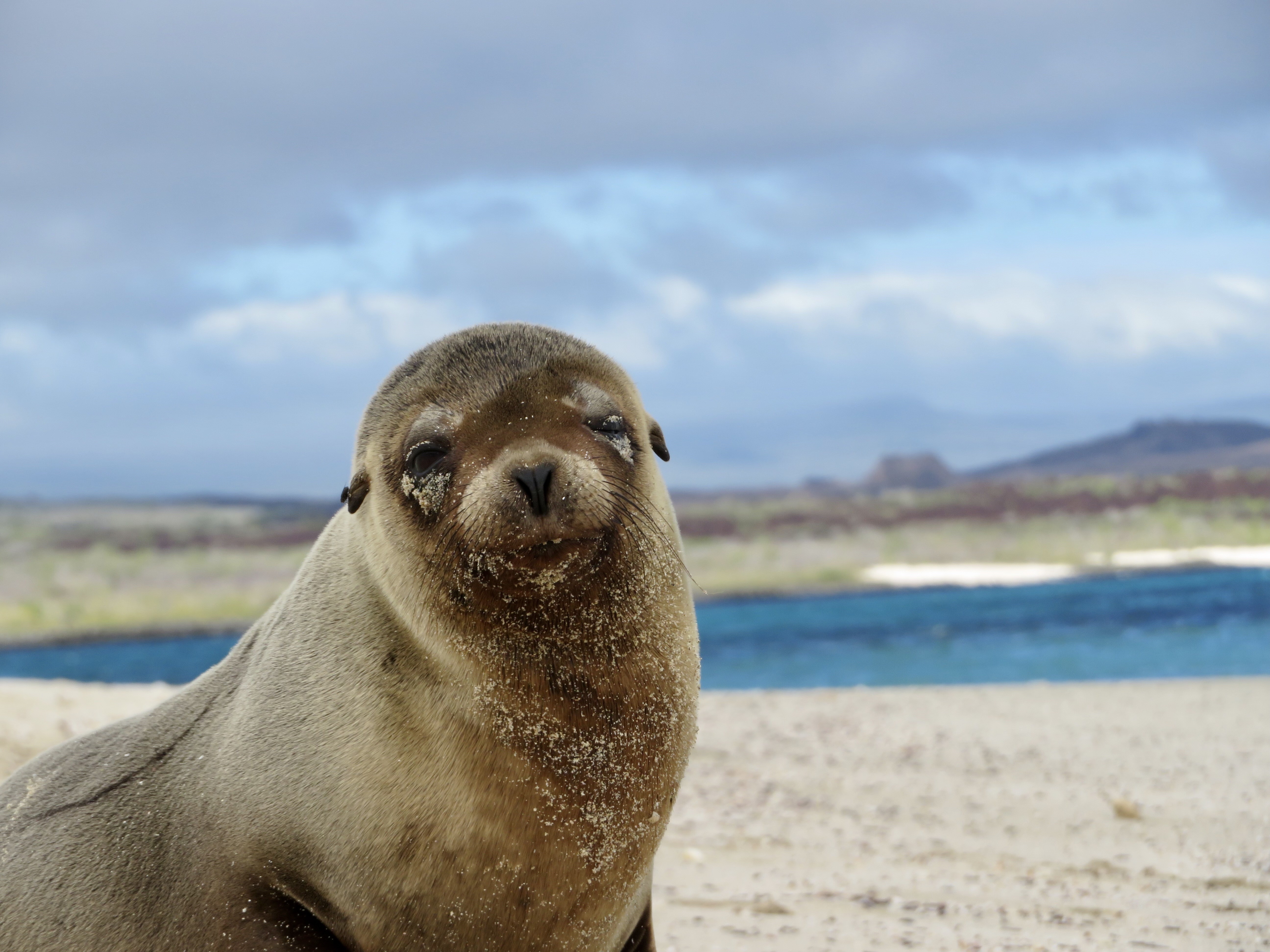 A portrait of a seal at the beach
