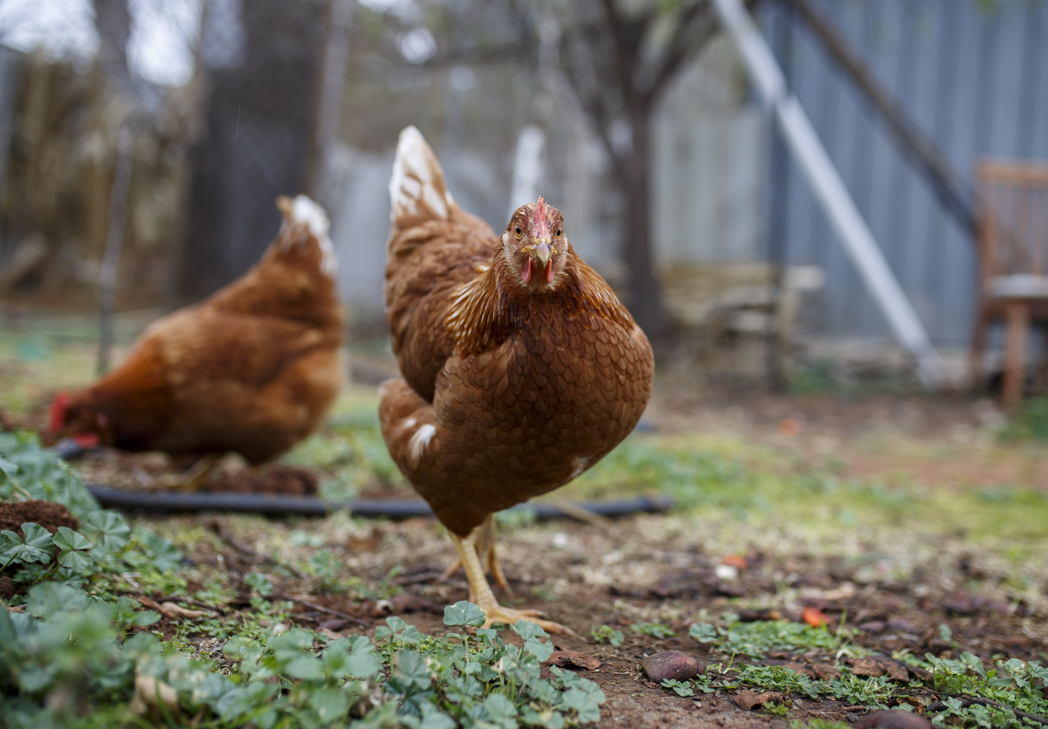 Two chickens in a grassy yard