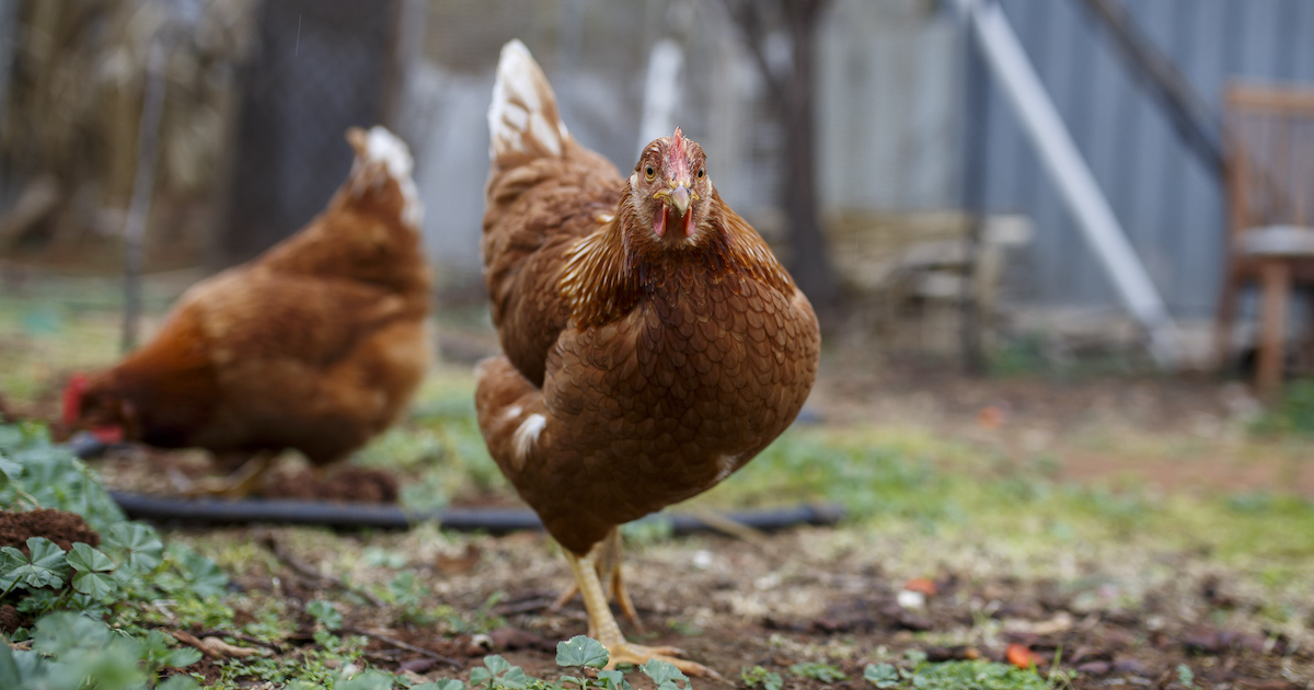 High Path Avian Influenza Confirmed In Black Vultures, Poultry