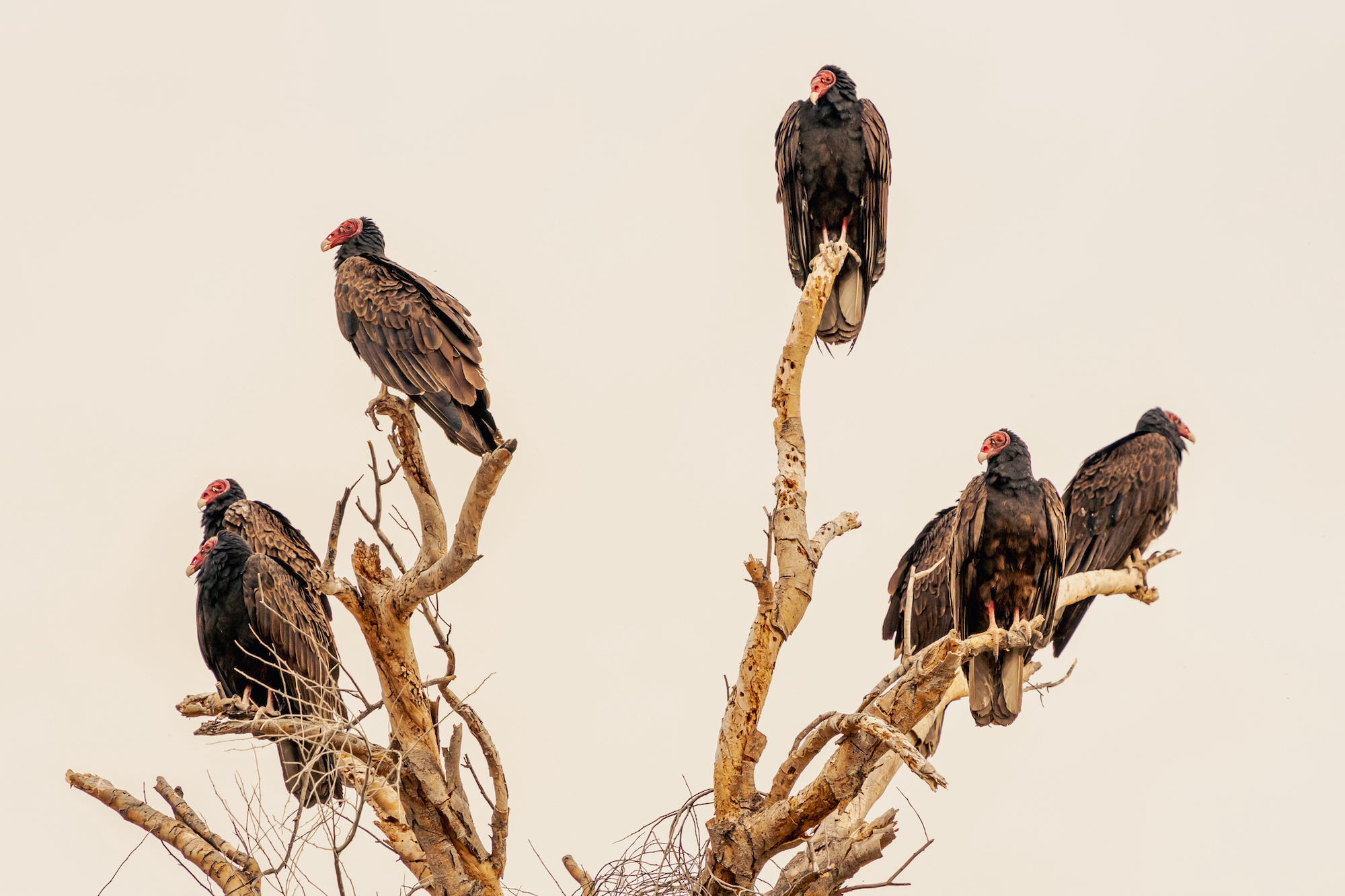 Seven turkey vultures roost in the leafless branches of a tree against