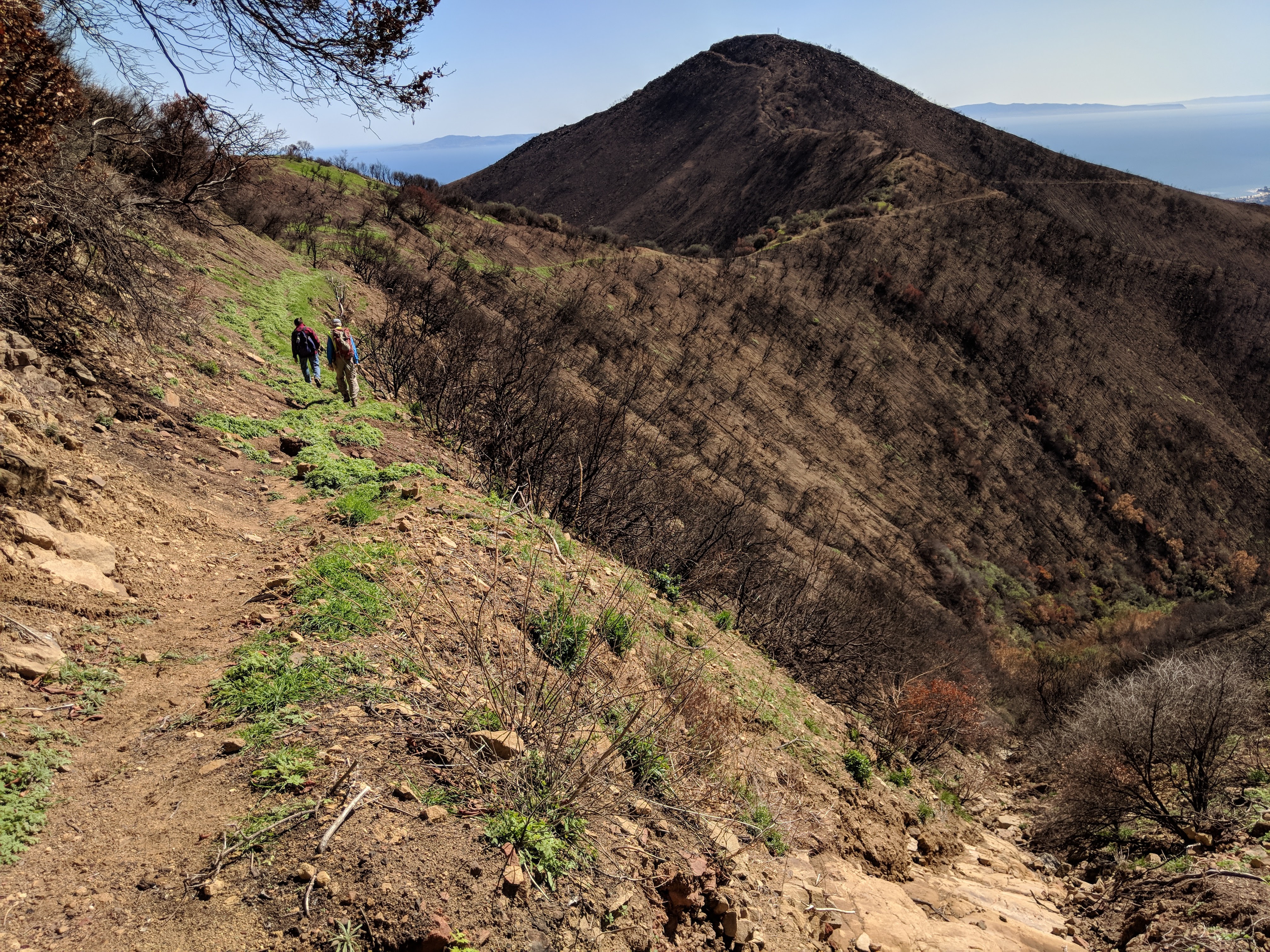 A few people walk along a mountainside as some vegetation regrows after a wildfire