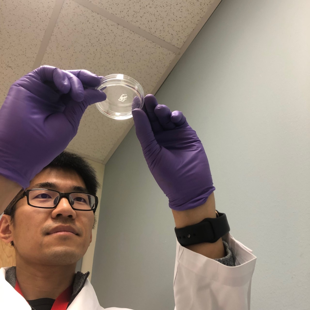 Scientists Michinori Mayama holds up a petri dish with gloved hands