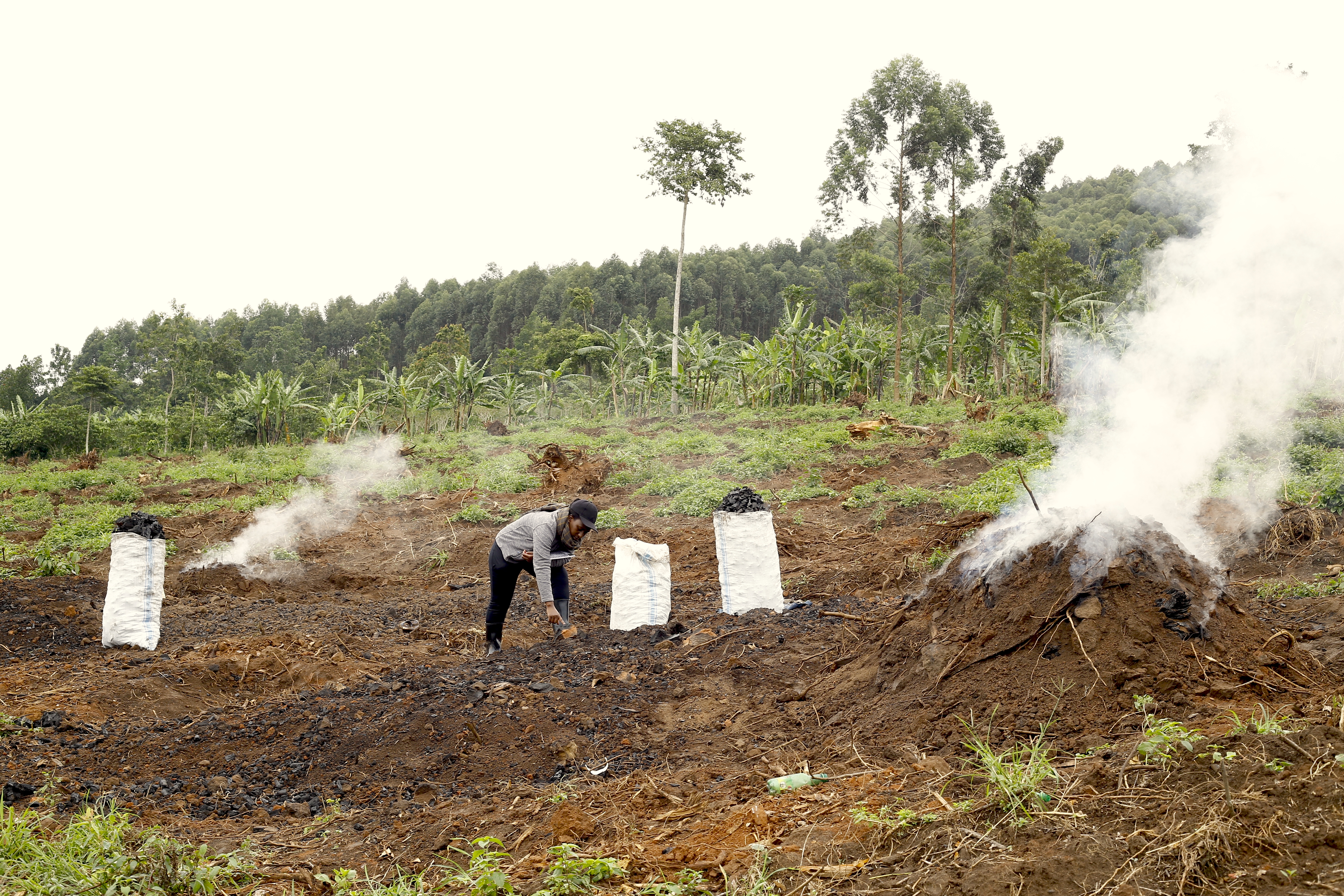 A man tends to a kiln and collects charcoal in front of a eucalyptus plantation.