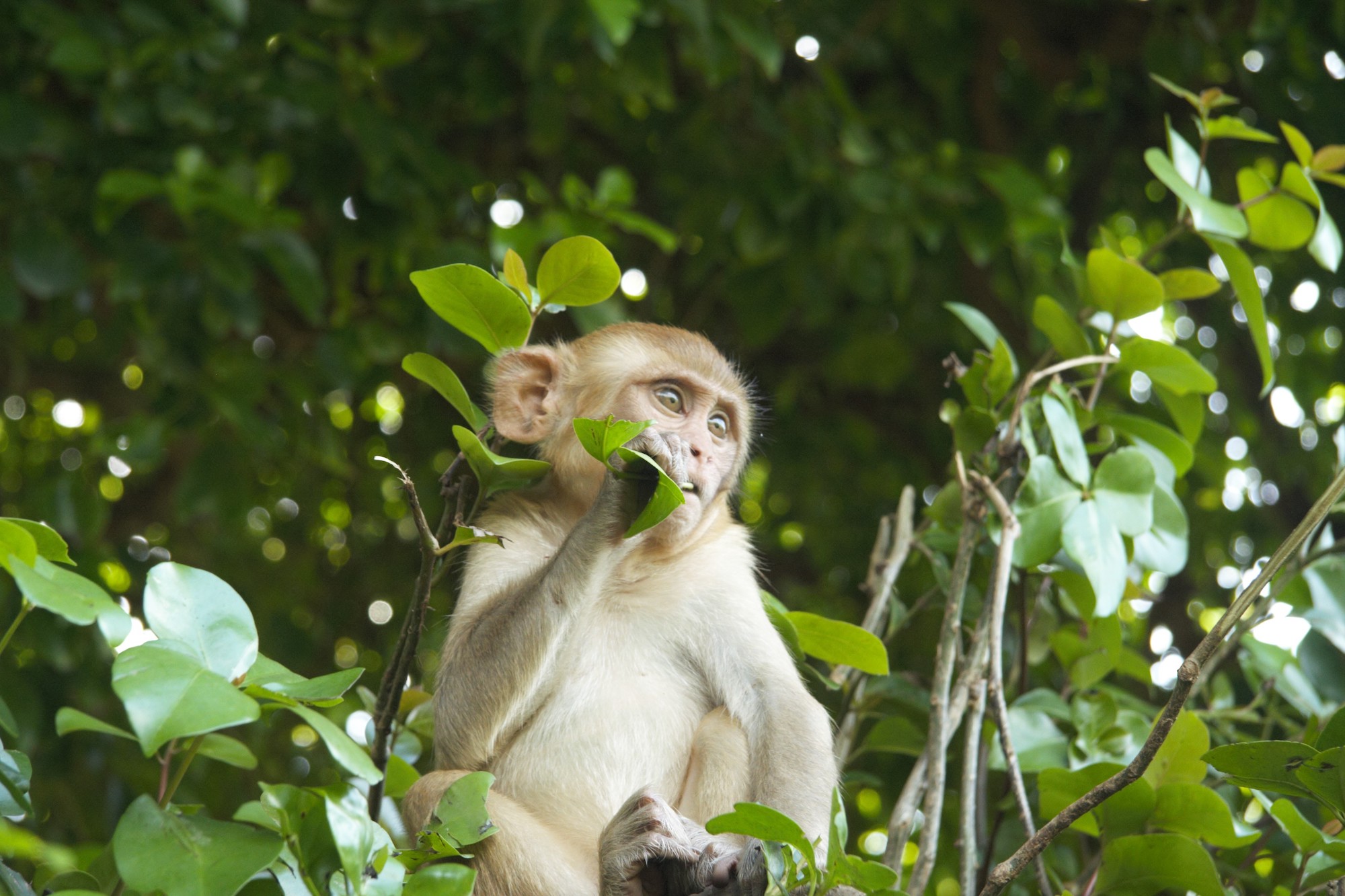 A small tannish colored monkey on a tree, eating a leaf, surrounded by leaves with branches. Blurred trees are in the background.